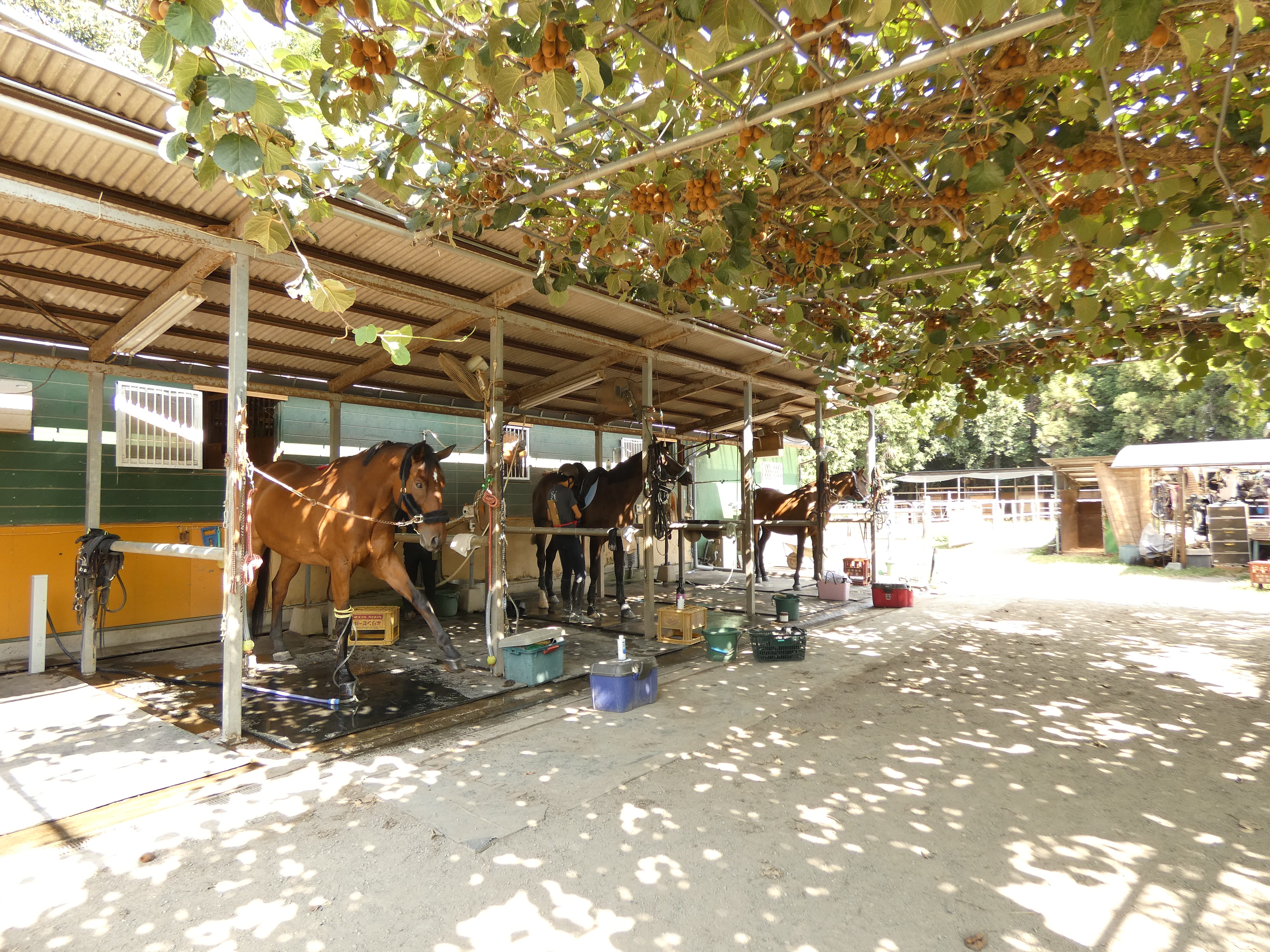 ウィルスタッドのサブ画像