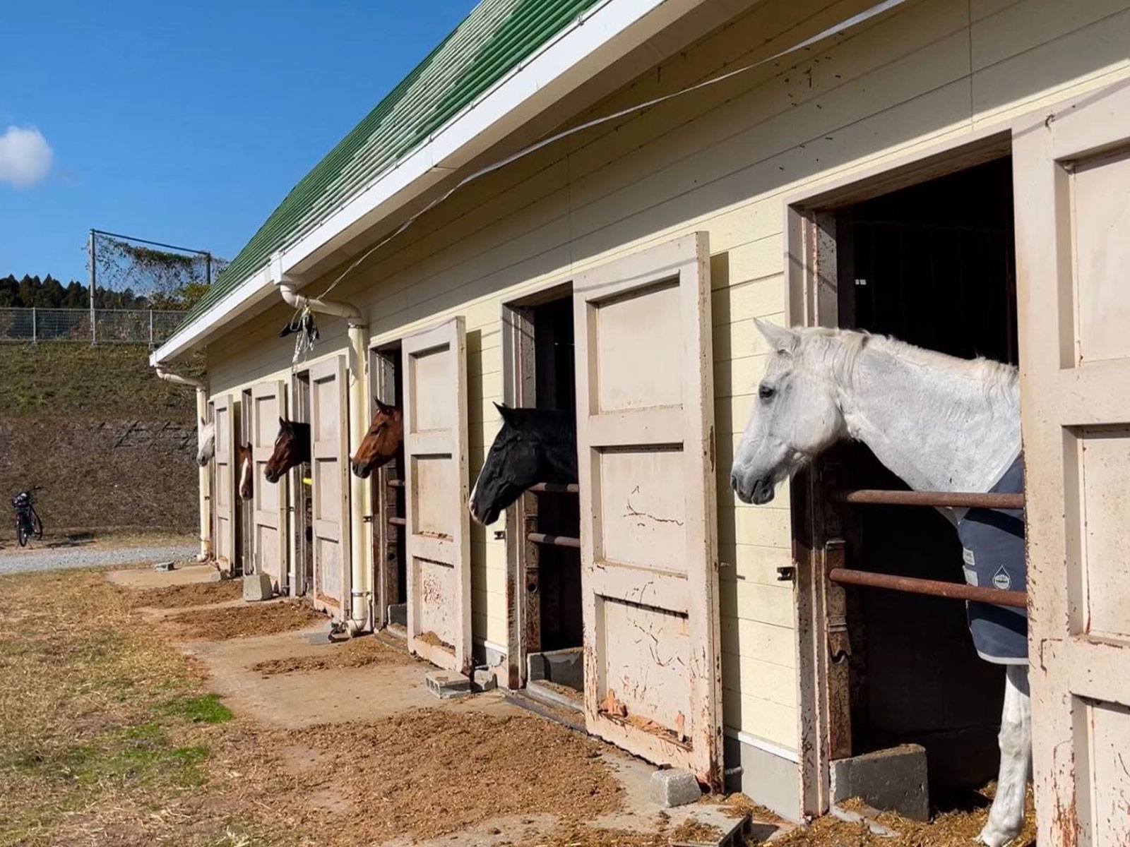 宮崎大学（馬術部）の画像