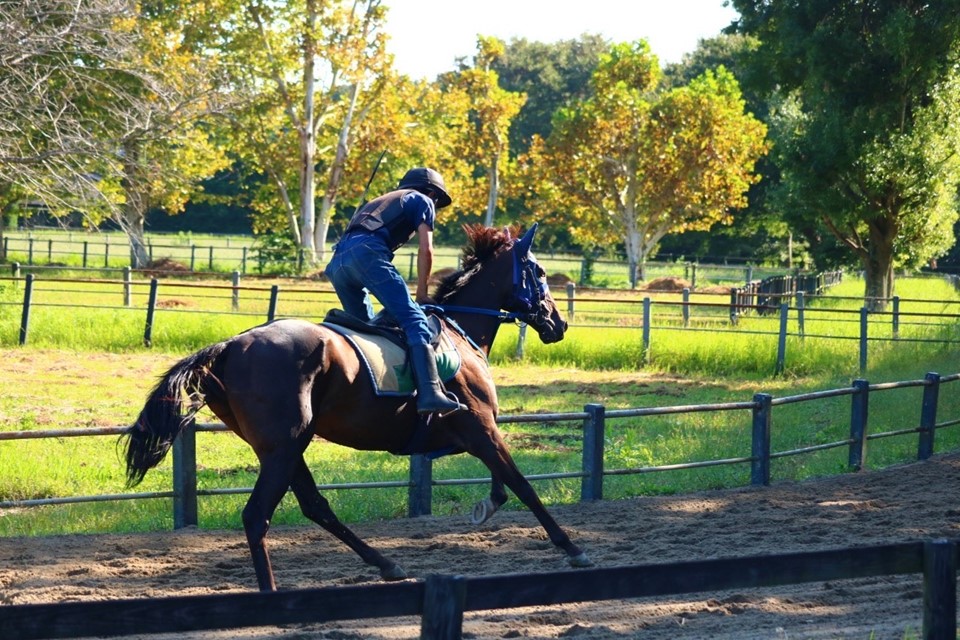 井ノ岡トレーニングセンターのサブ画像