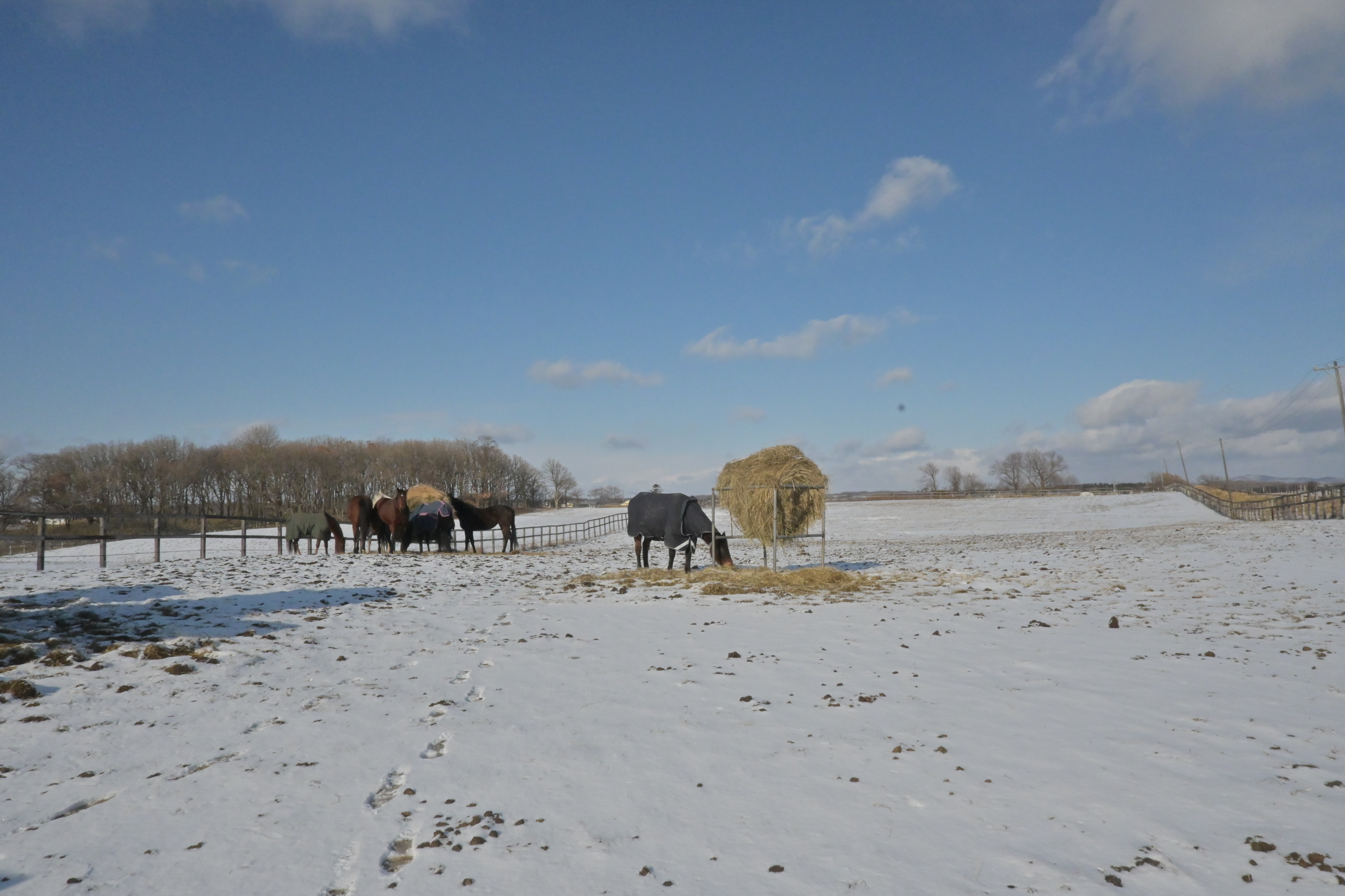 Stable Happy Voyageのサブ画像