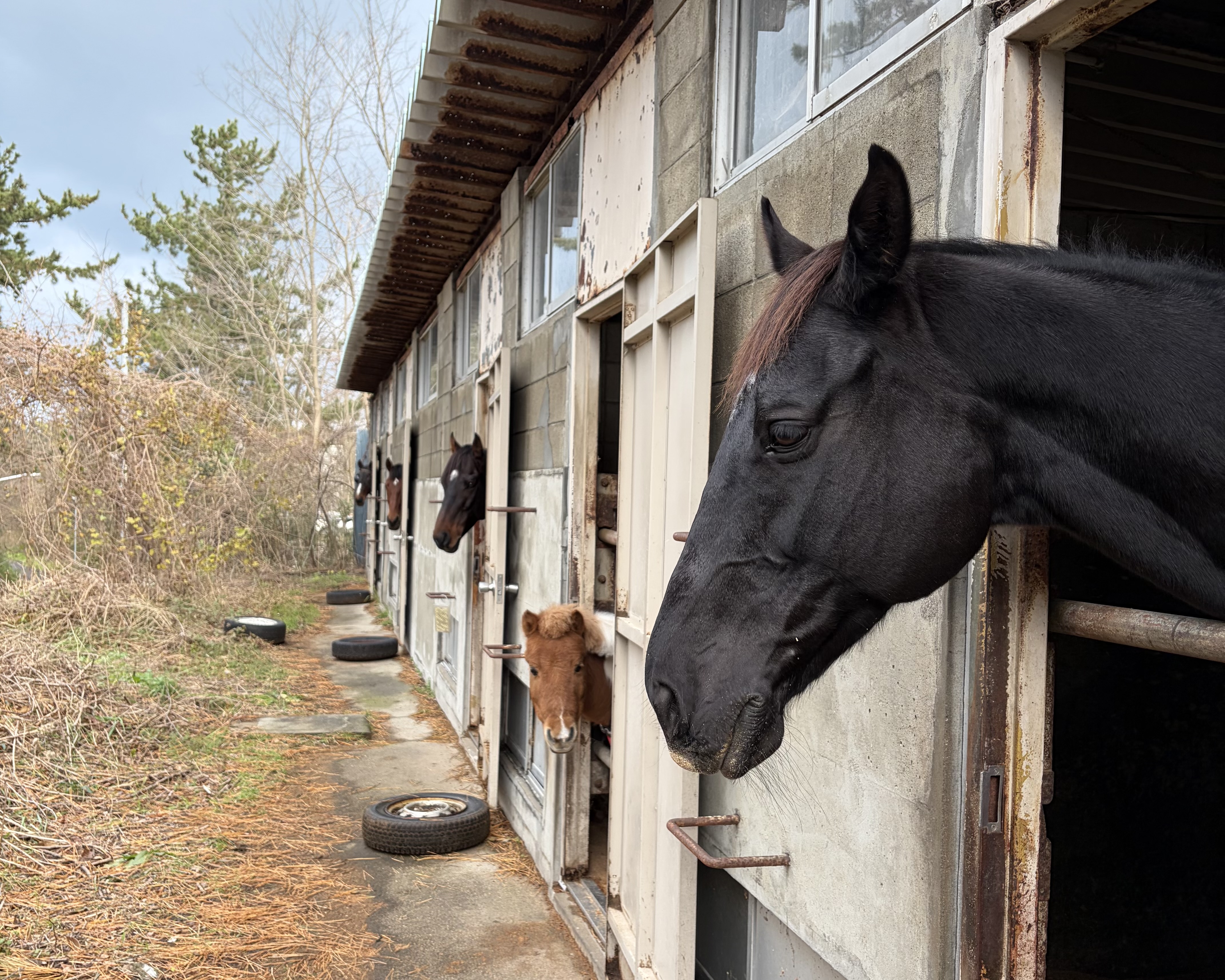 新潟大学 馬術部の画像