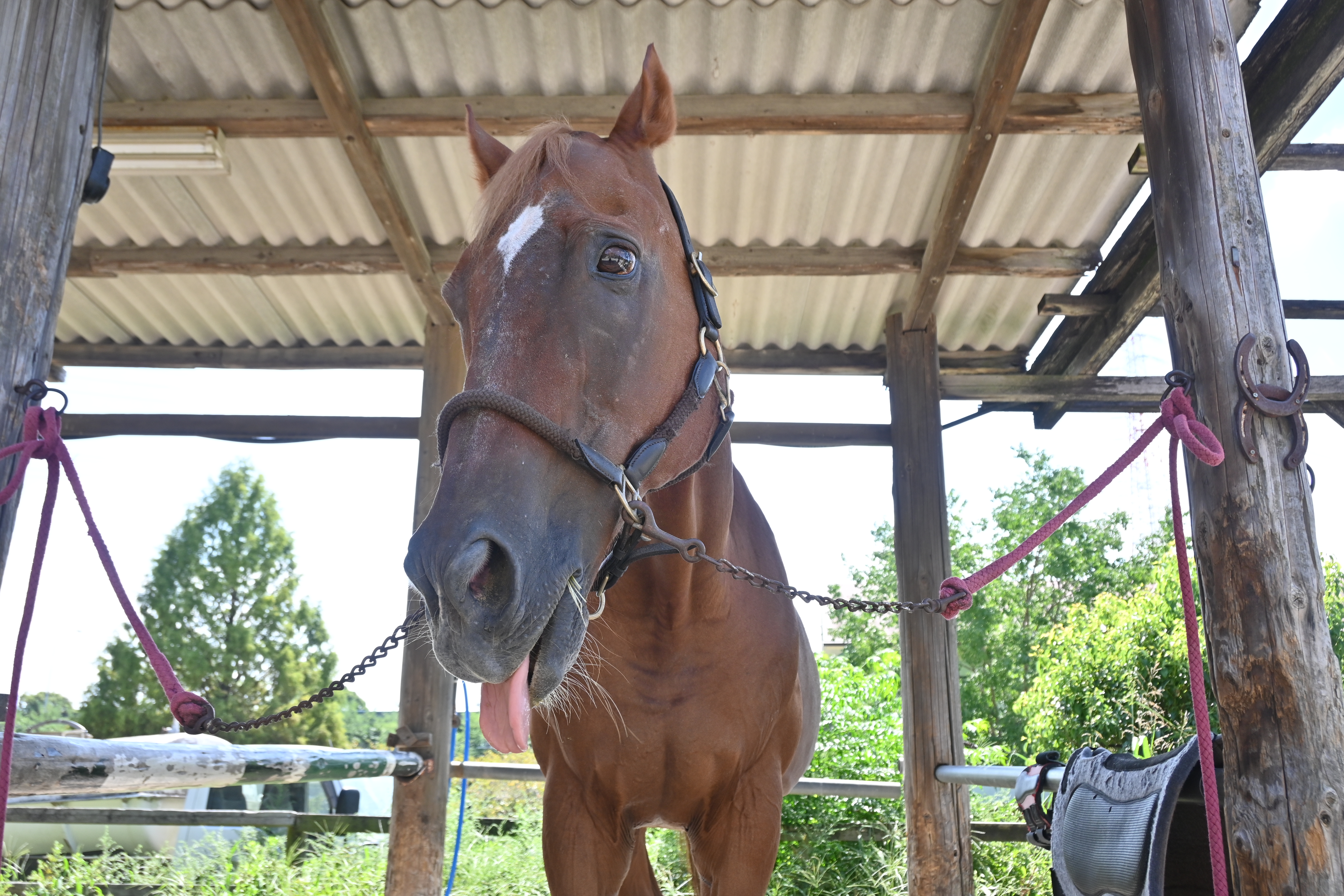 ナリタグランドのサブ画像