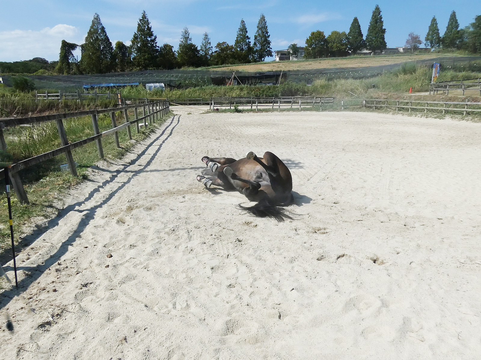 ライザンのサブ画像