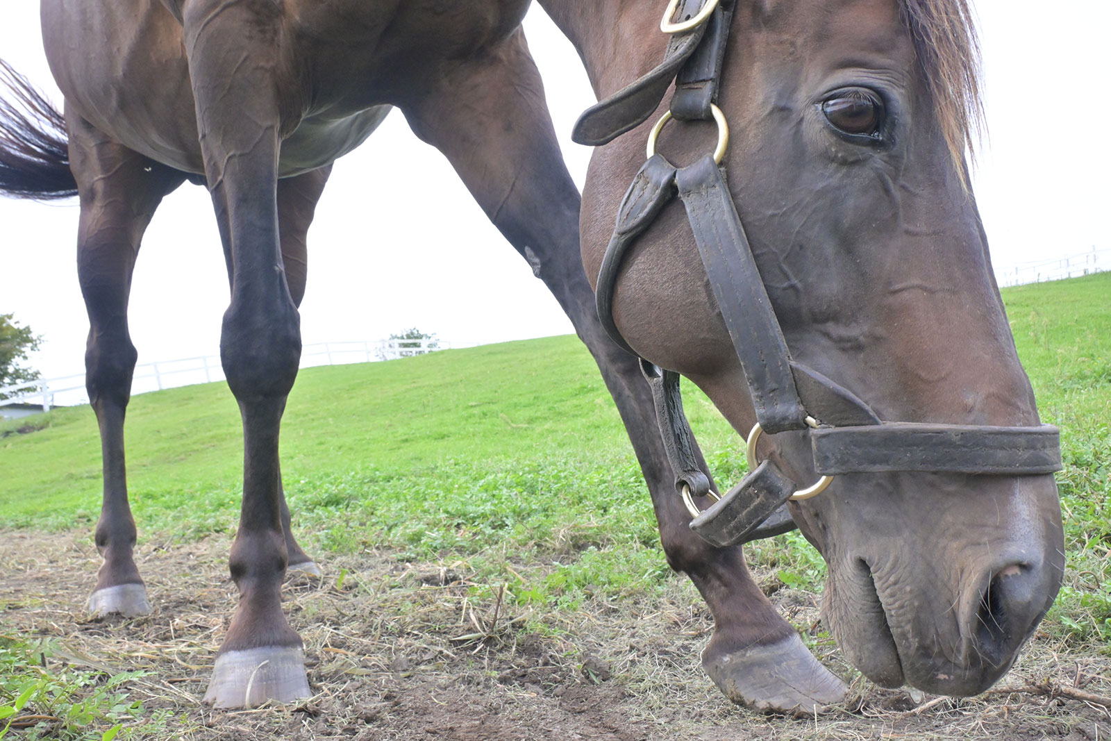 マルターズアポジーのサブ画像