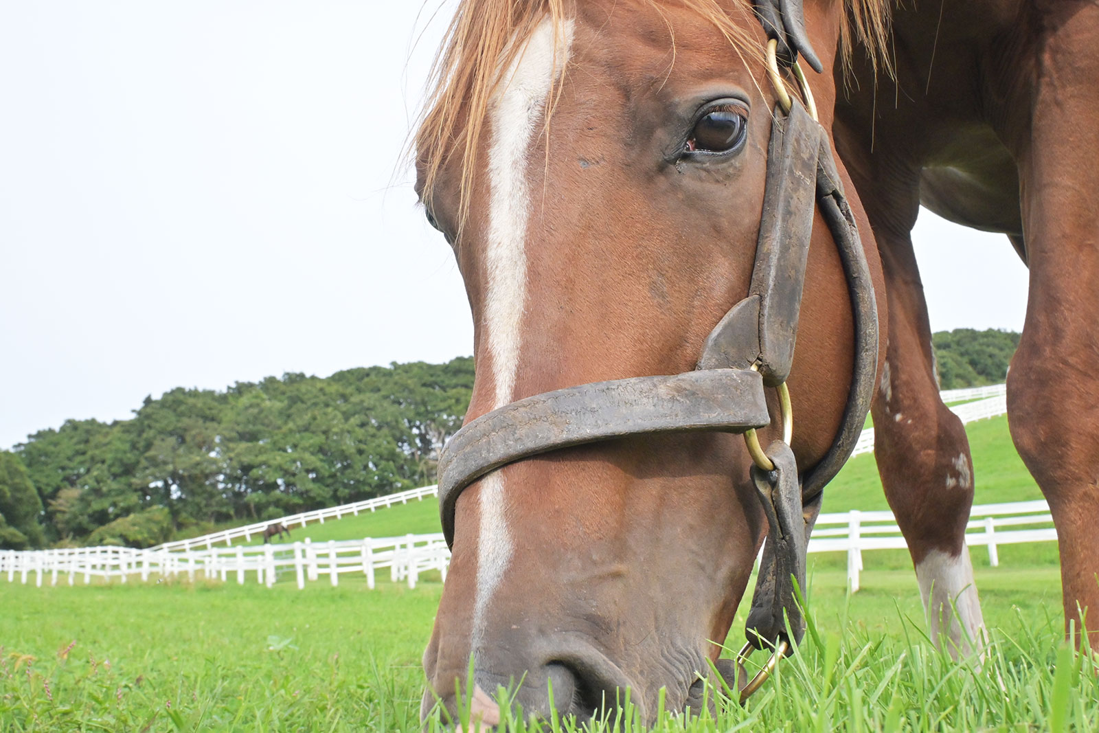 ゴールデンバローズ
