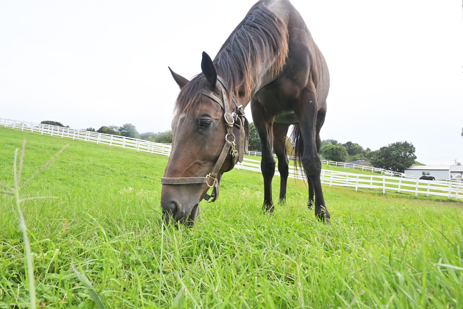 ニシノデイジーのサブ画像