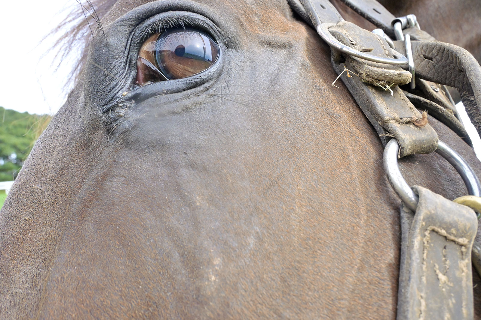 ニシノデイジーのサブ画像