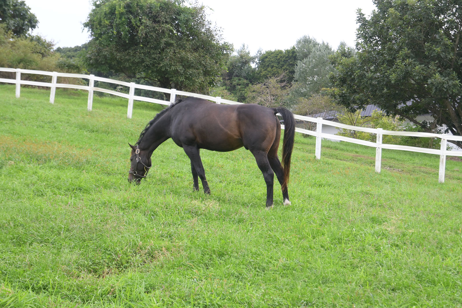 バンドワゴンのサブ画像