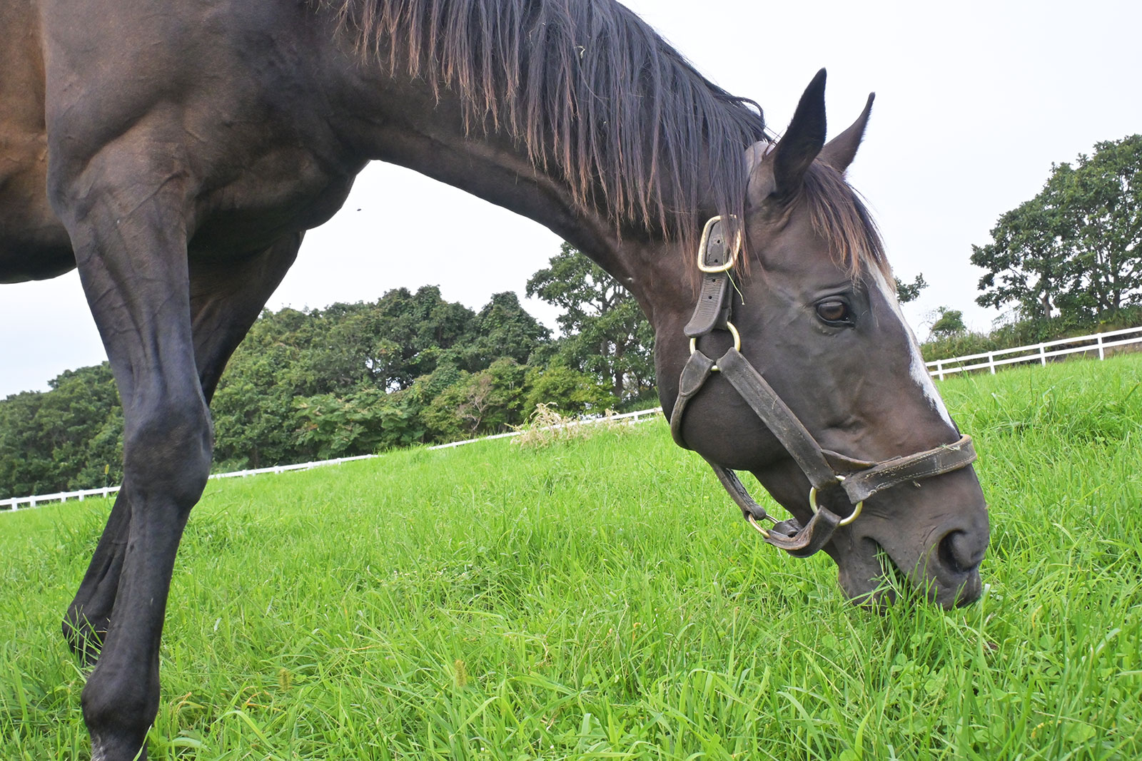 ヤングマンパワー