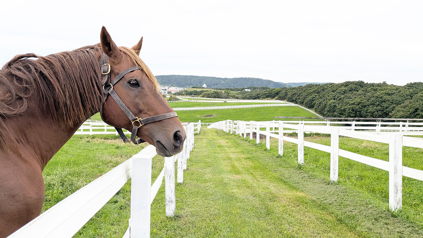 ワイドファラオ