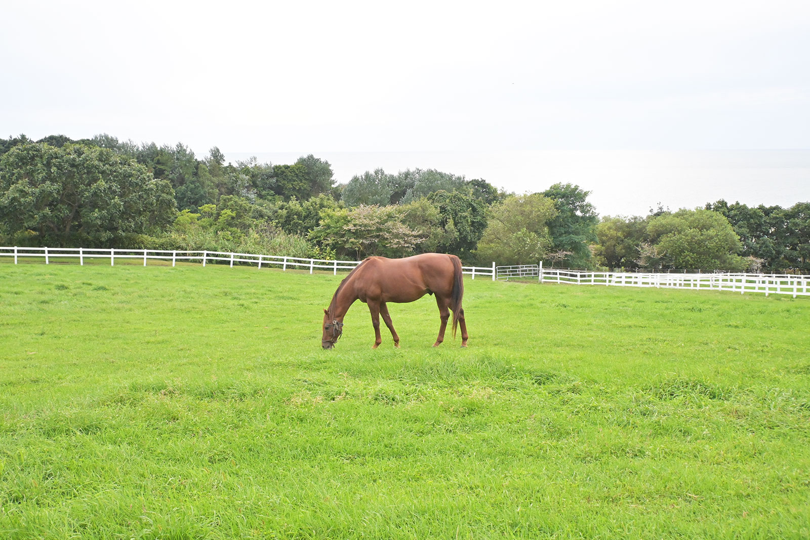 ワイドファラオのサブ画像