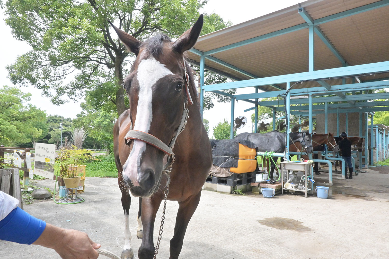 タマモエバーグリーンのサブ画像