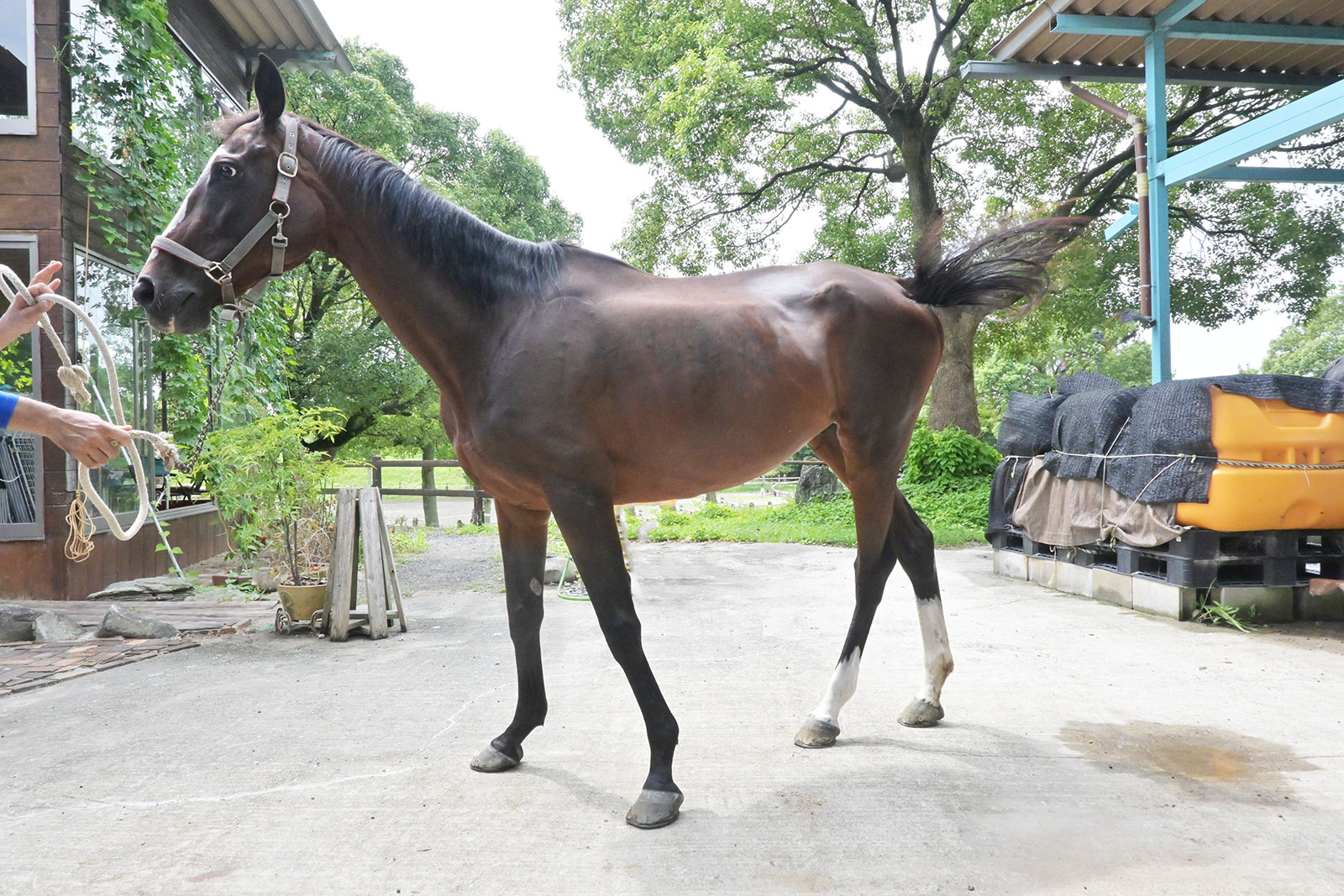 タマモエバーグリーンのサブ画像