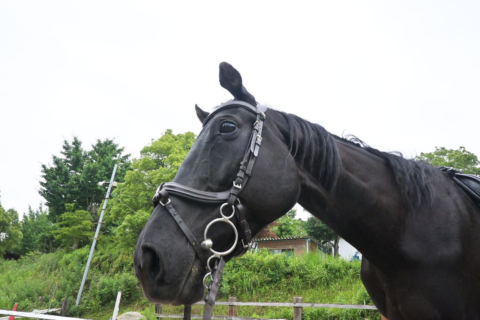 ギャラントウォリアのサブ画像