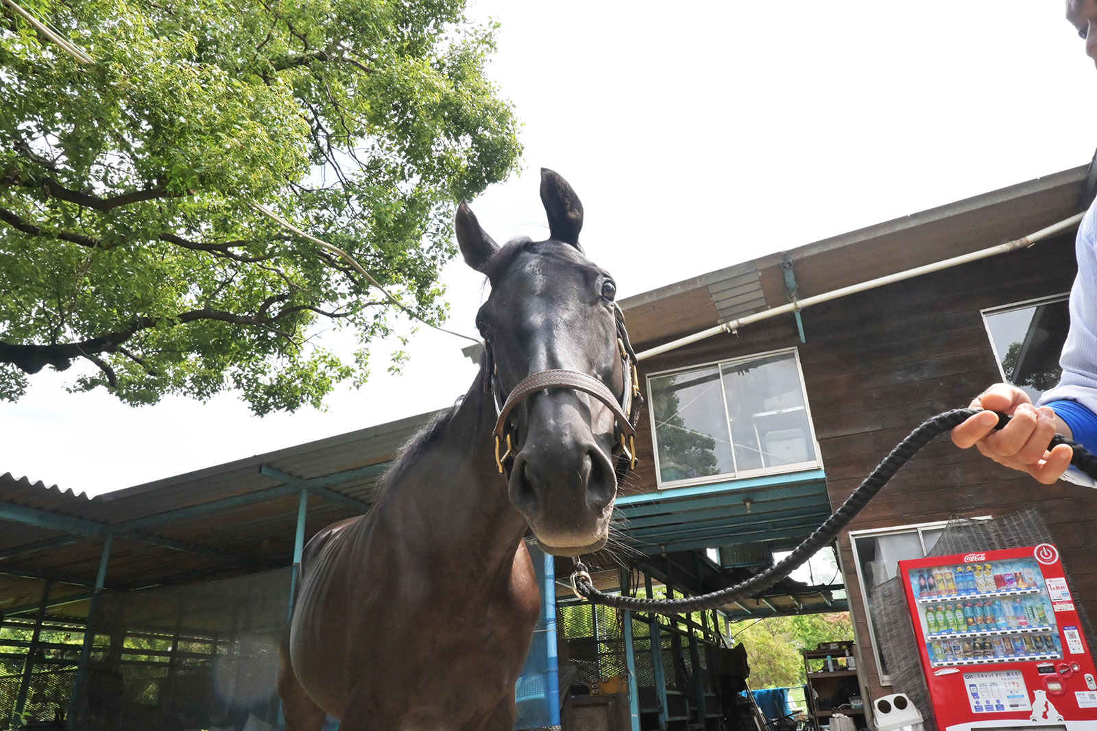 ギャラントウォリアのサブ画像