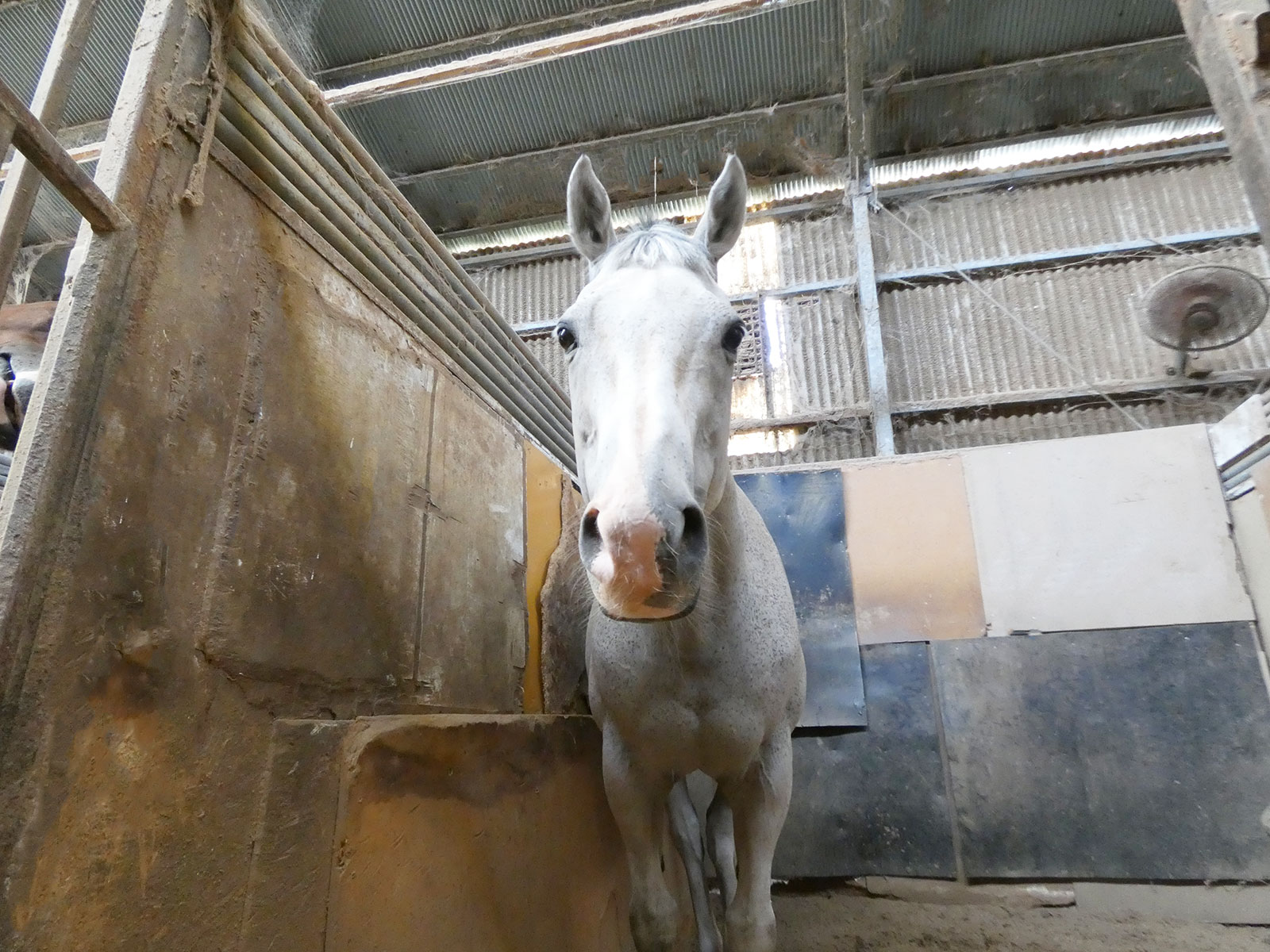 バフちゃんのサブ画像