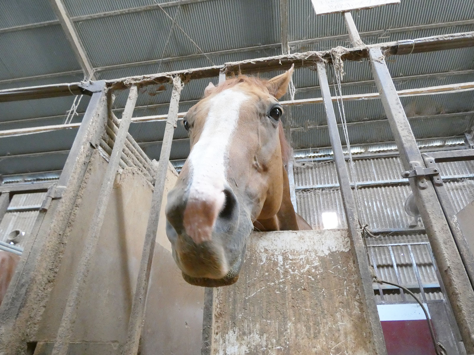 きんちゃんのサブ画像