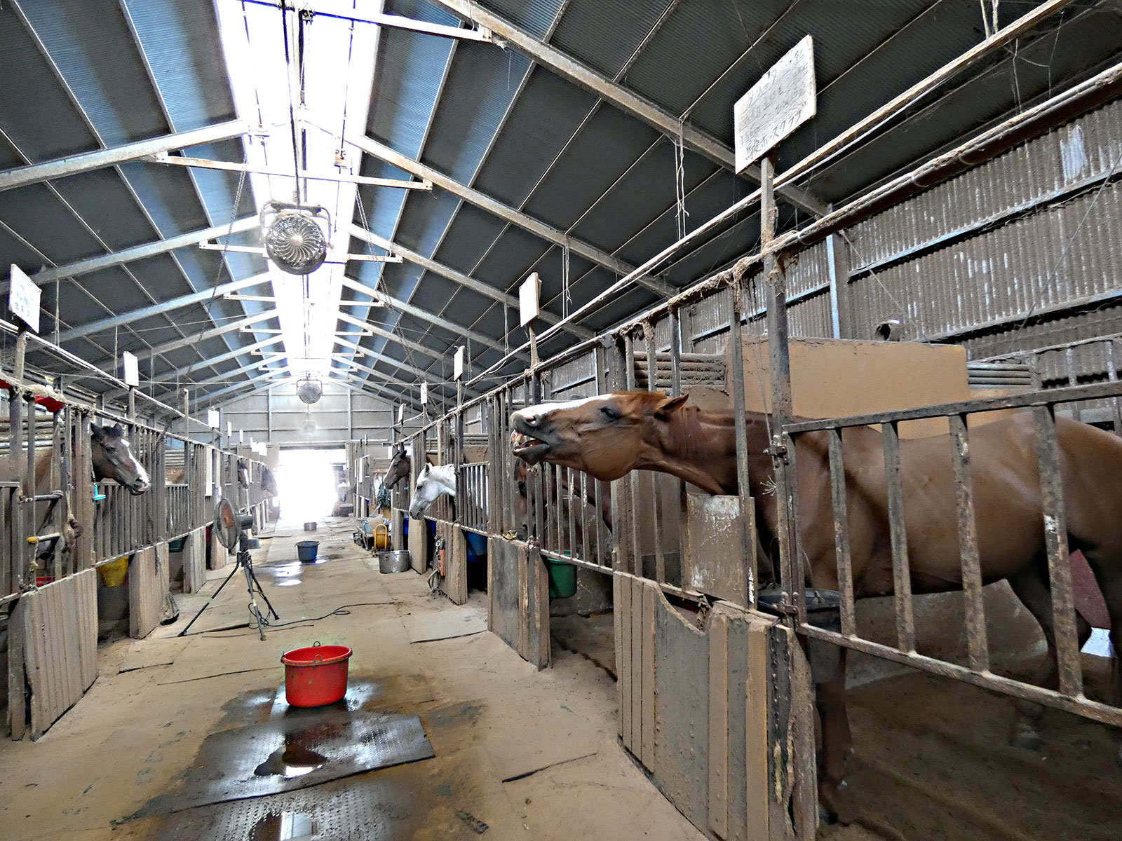 きんちゃんのサブ画像