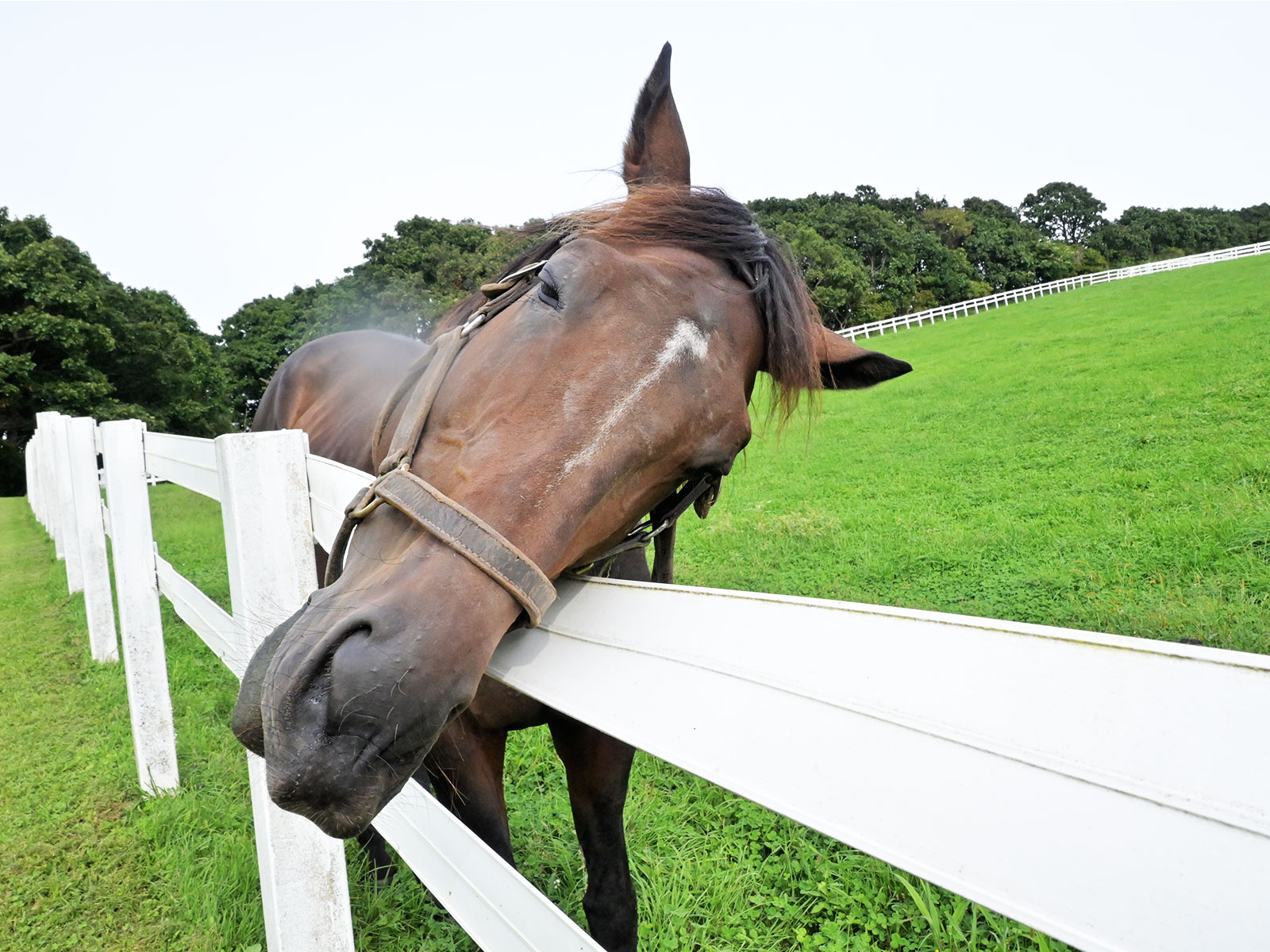 ニシノデイジー