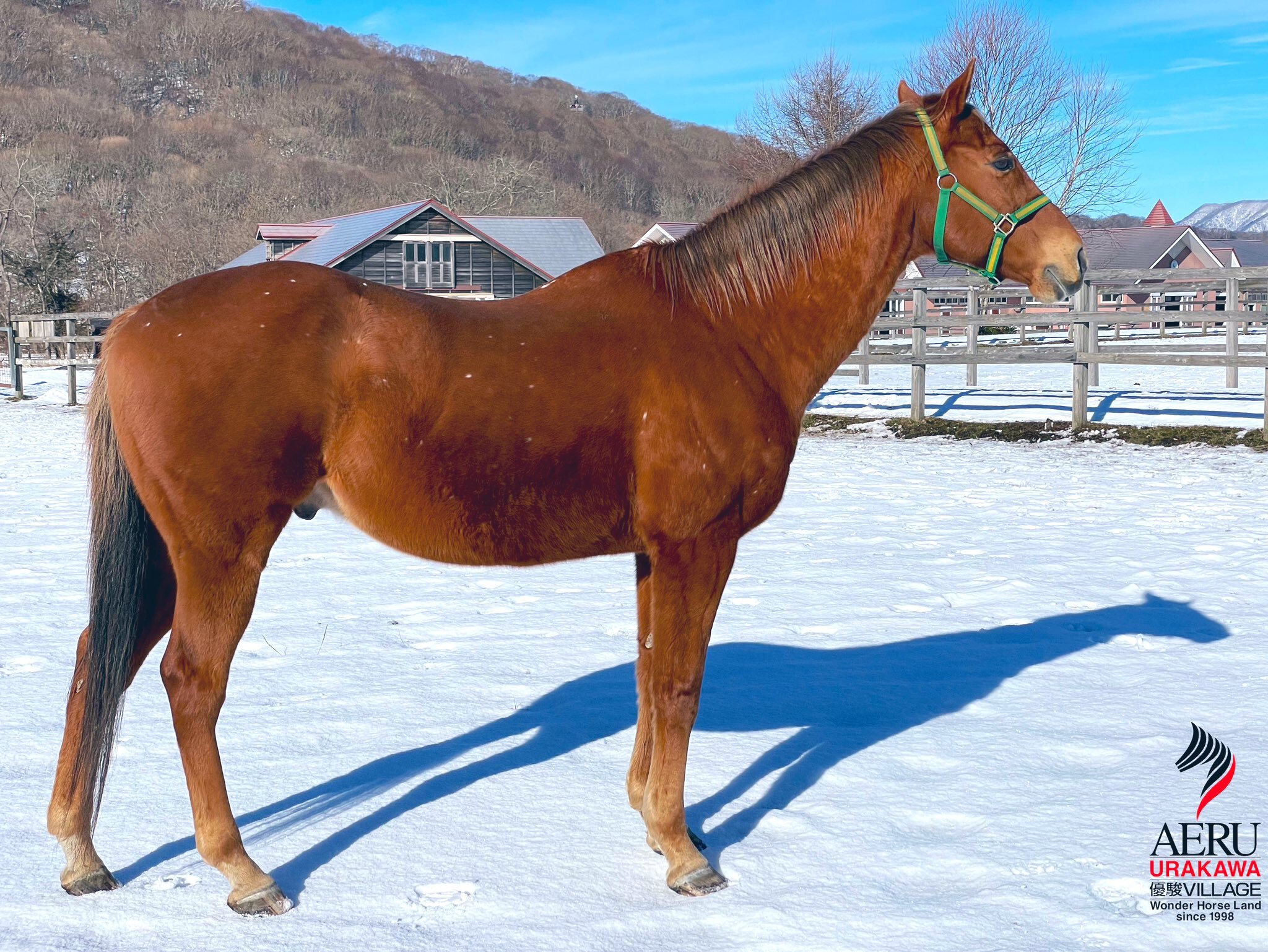 スズカフェニックスのサブ画像