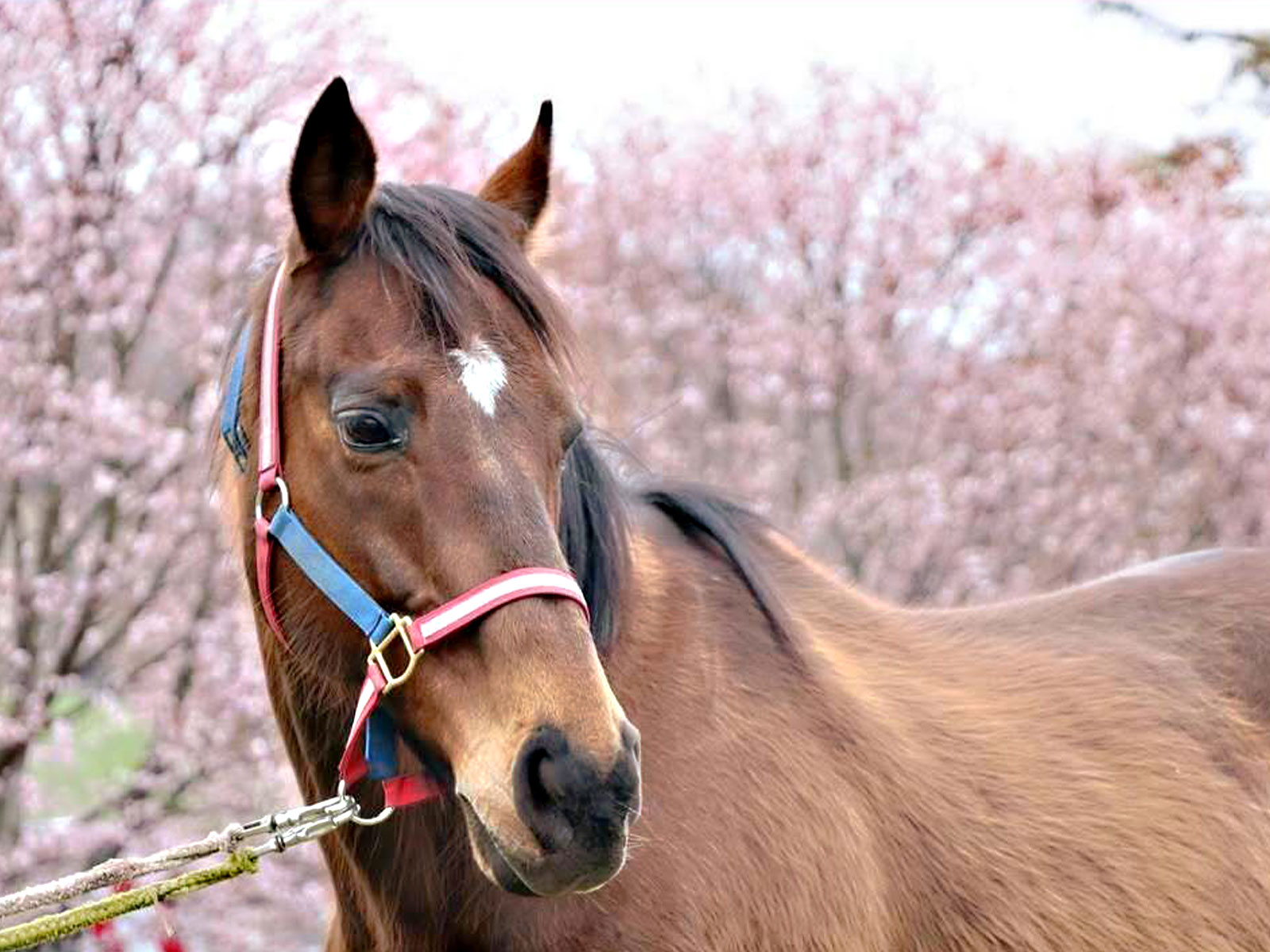 ナカヤマフェスタ