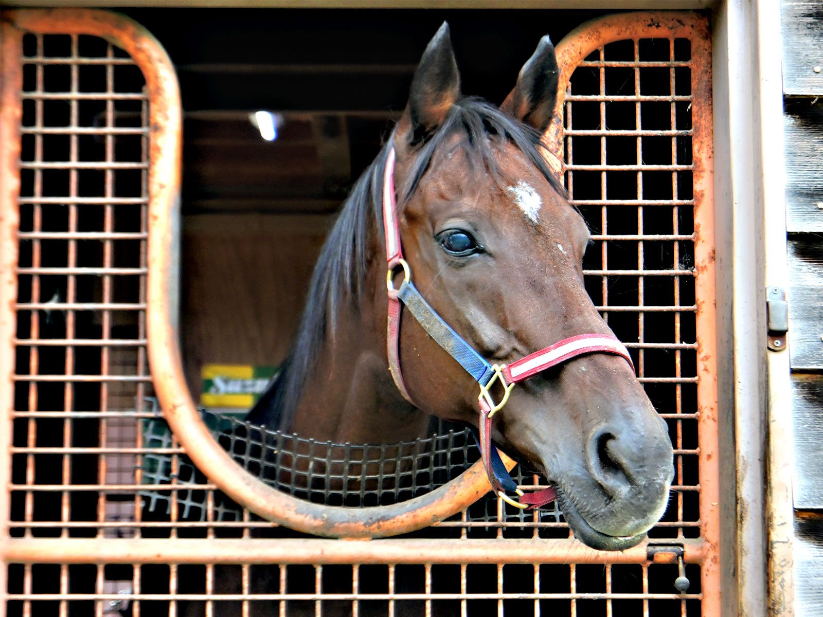ナカヤマフェスタのサブ画像