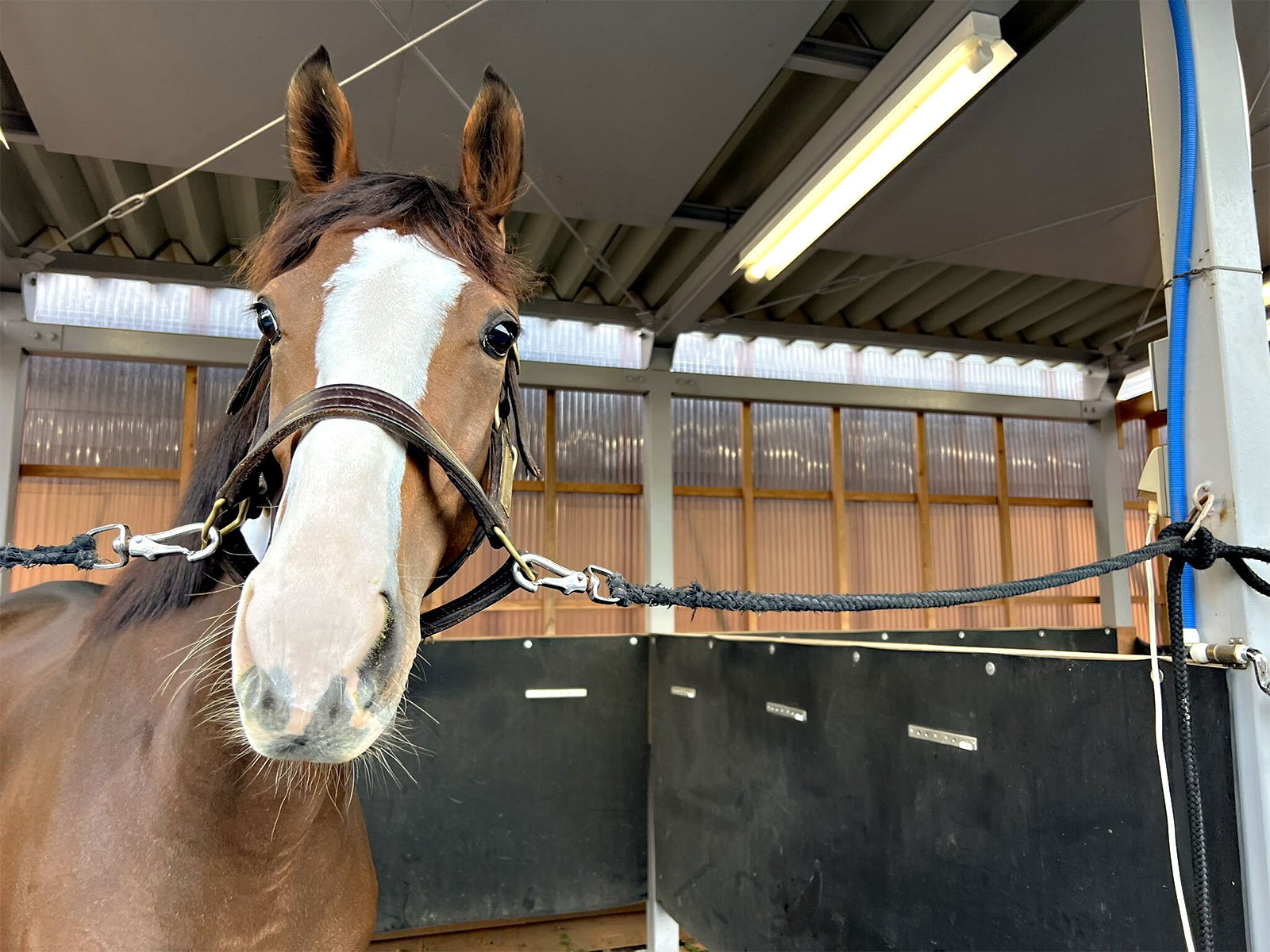 セレニティの画像