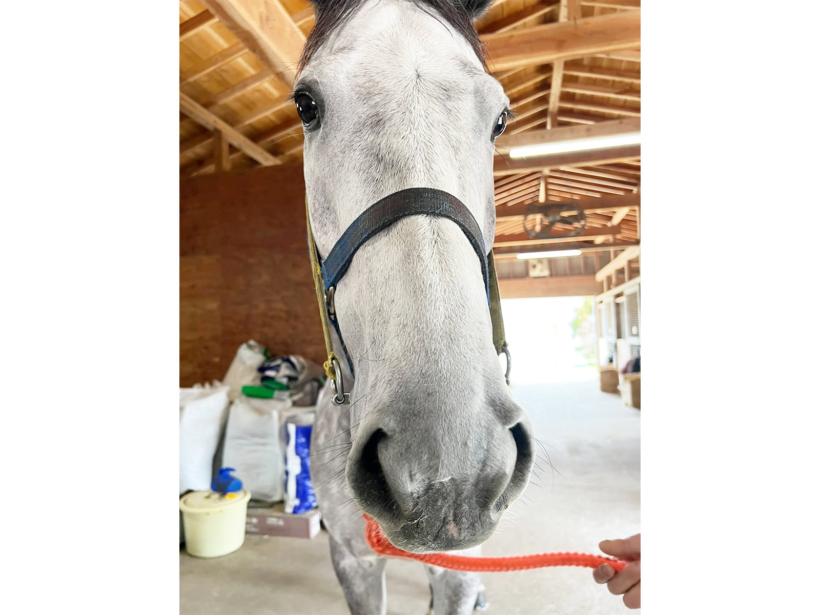 ヴェルデヴェントのサブ画像