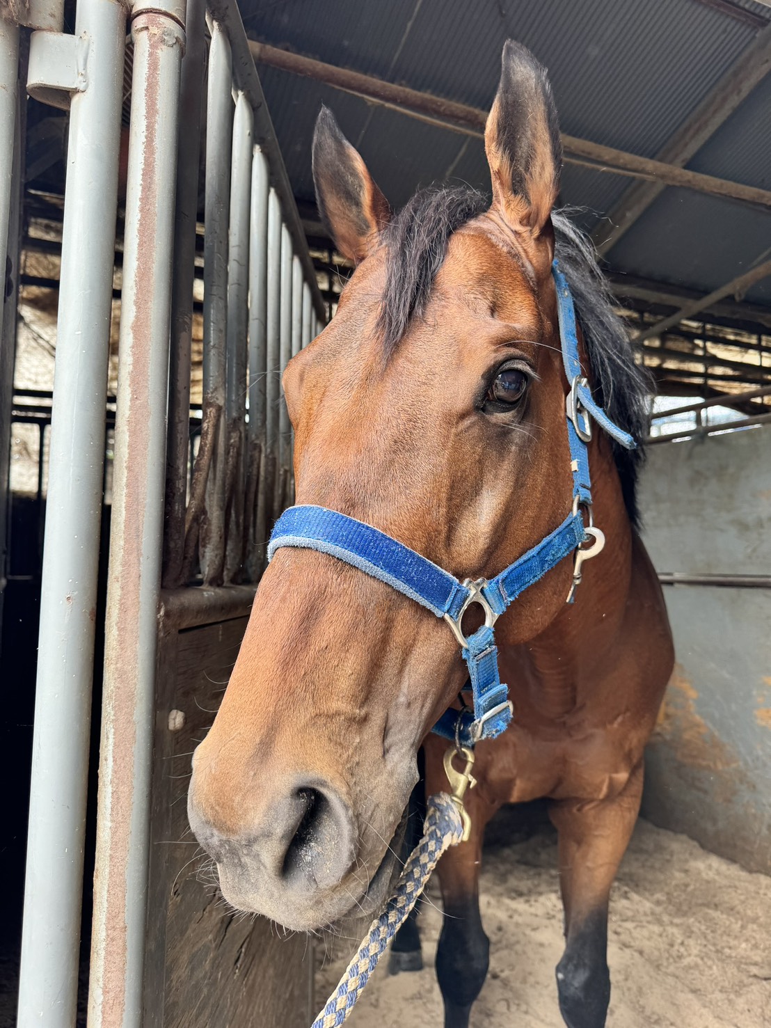 アールグロウのサブ画像