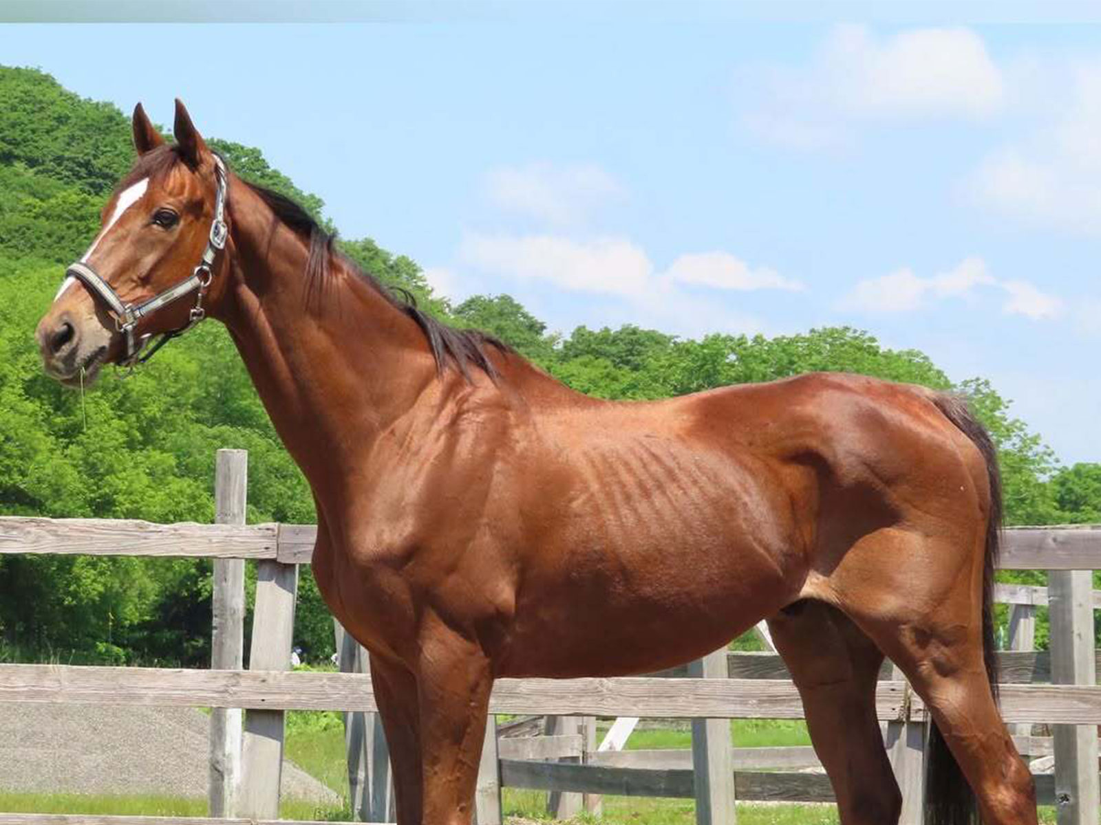 マイネルキッツ