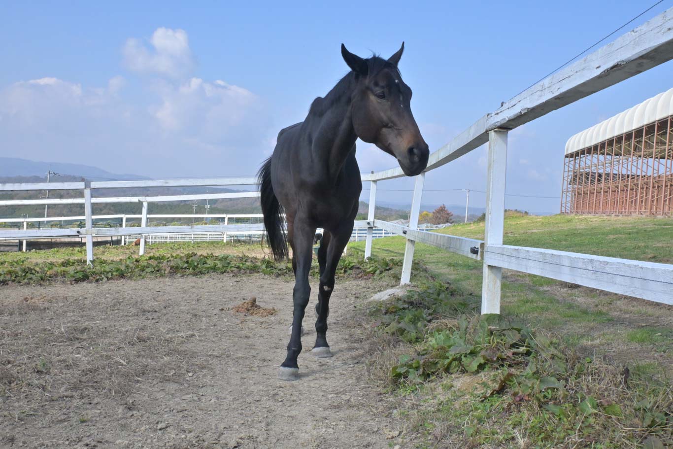 ゲヴュルツのサブ画像