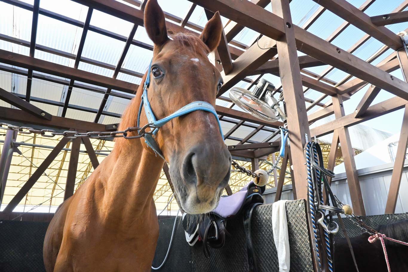 ワンダーアシャード