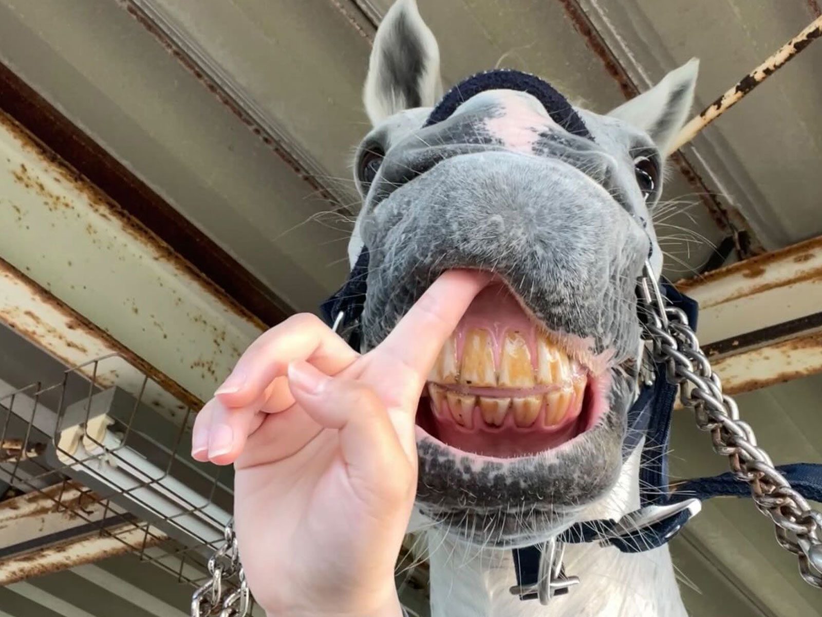 ラック 宮大(luck_miyadai)