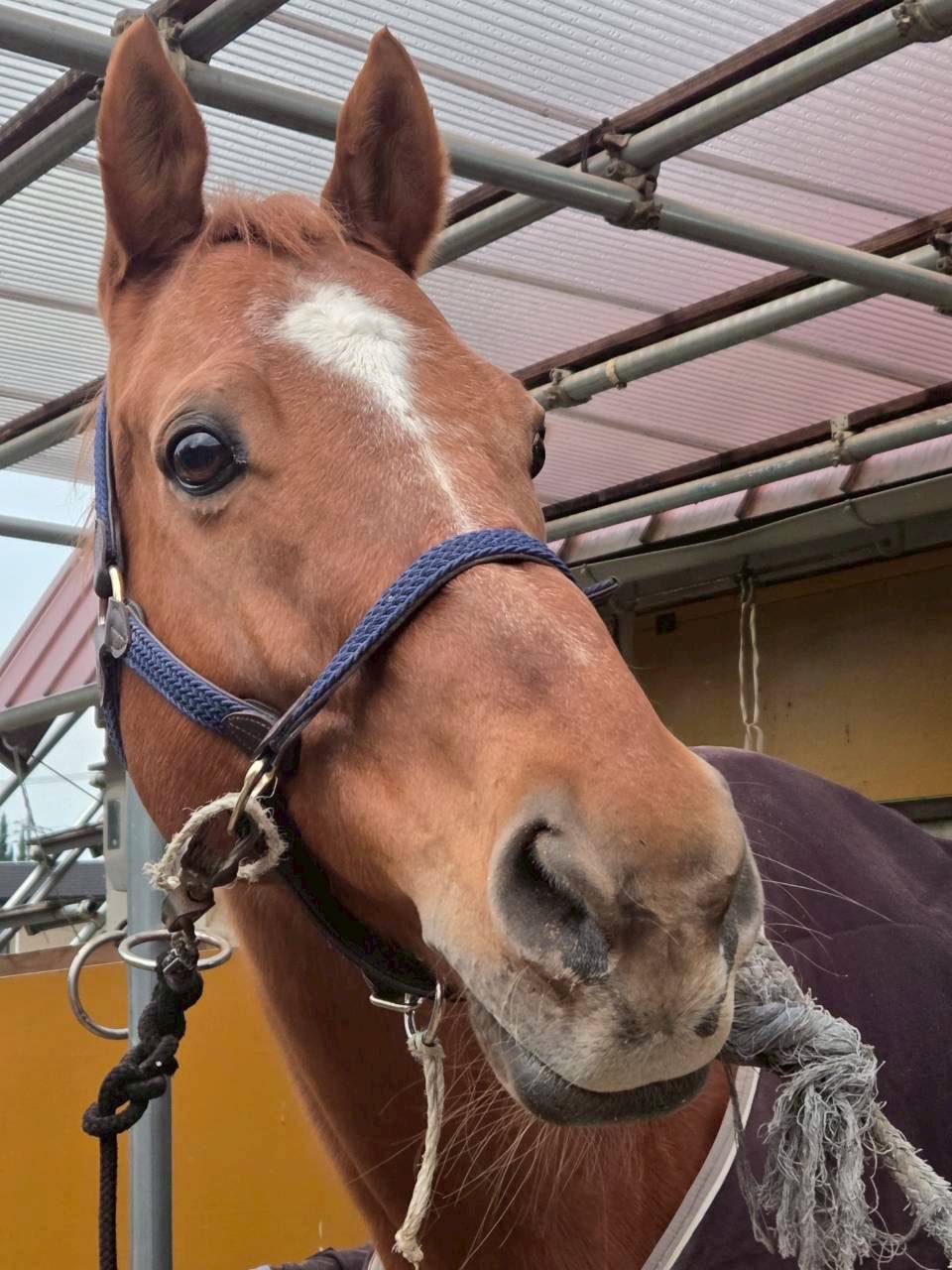 キャプテンペリーのサブ画像