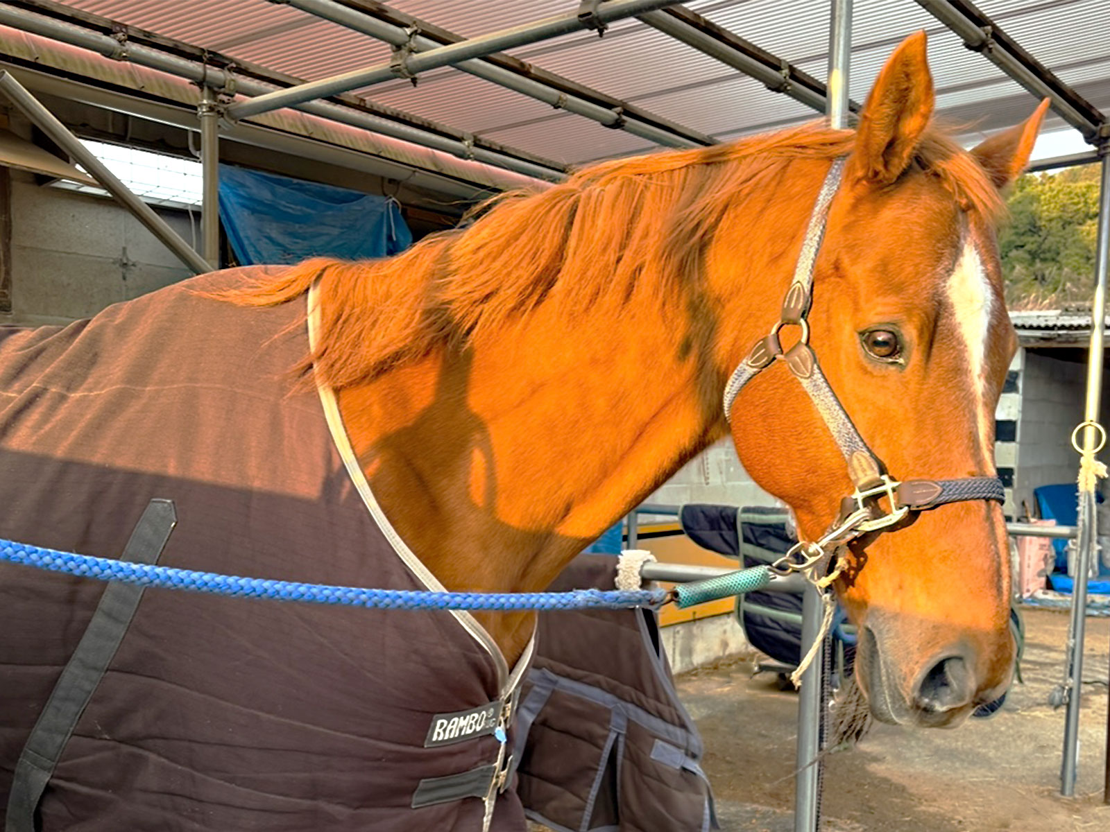 キャプテンペリー