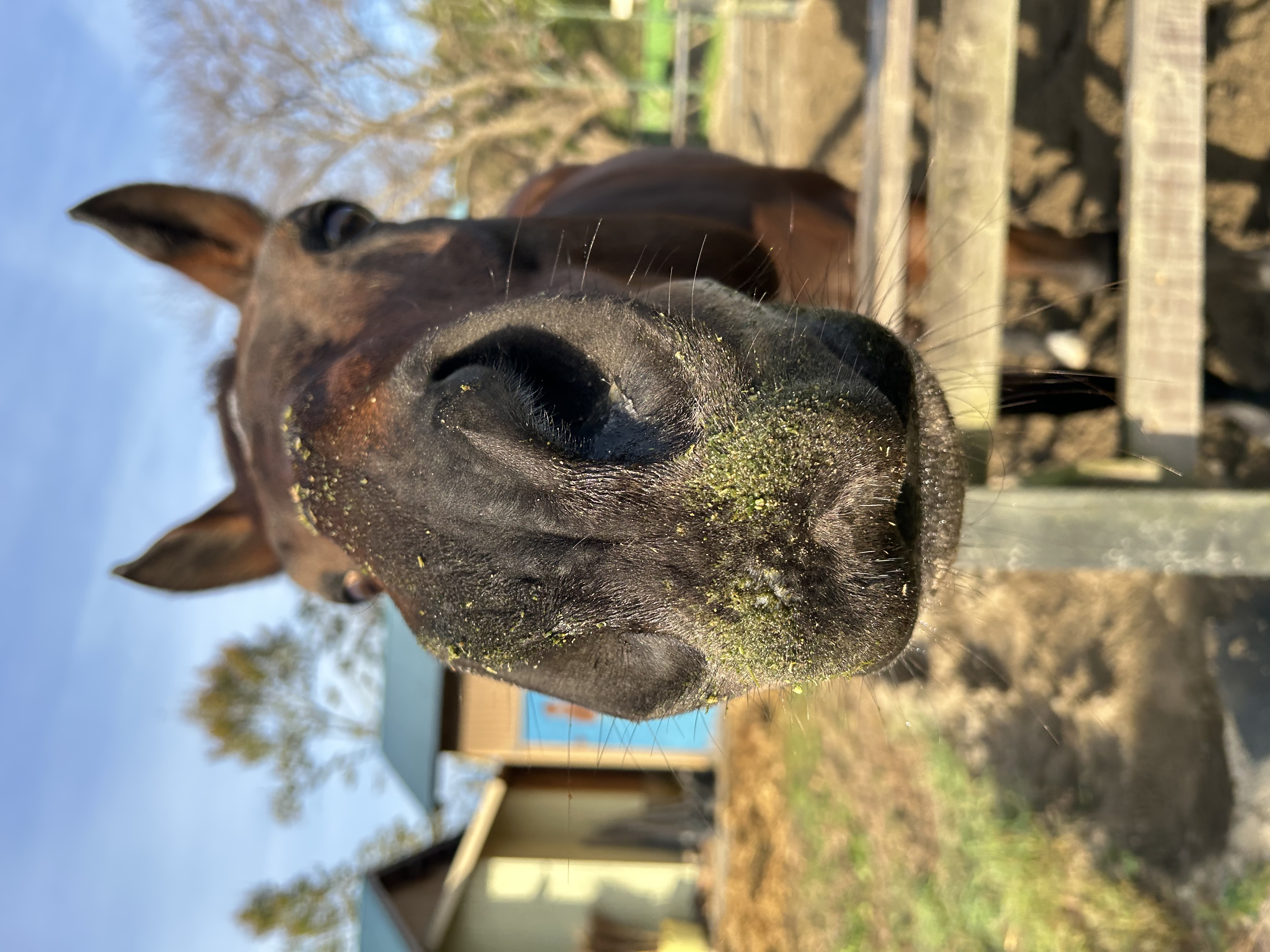 カネノイロのサブ画像