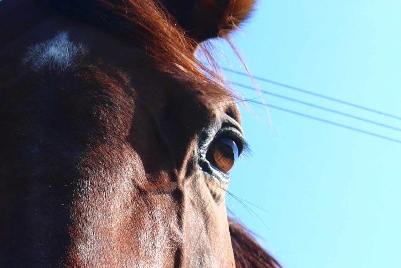 カネノイロのサブ画像