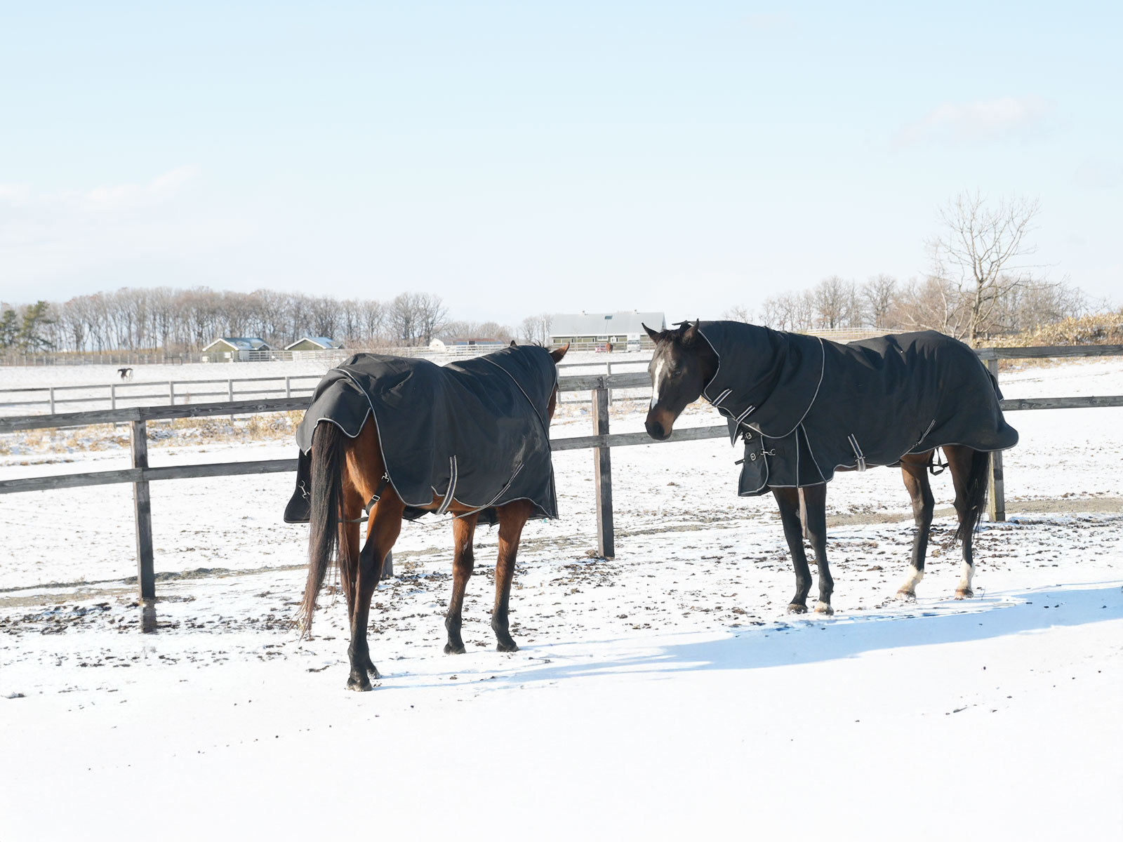 サンツェッペリンのサブ画像