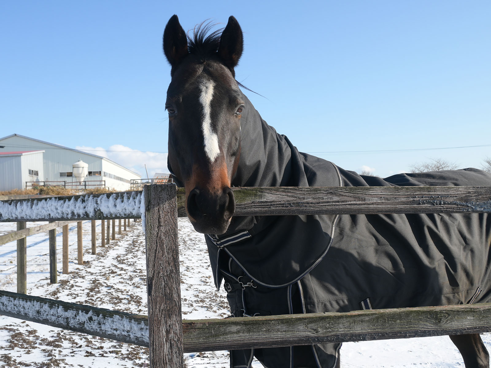 サンアップルトン