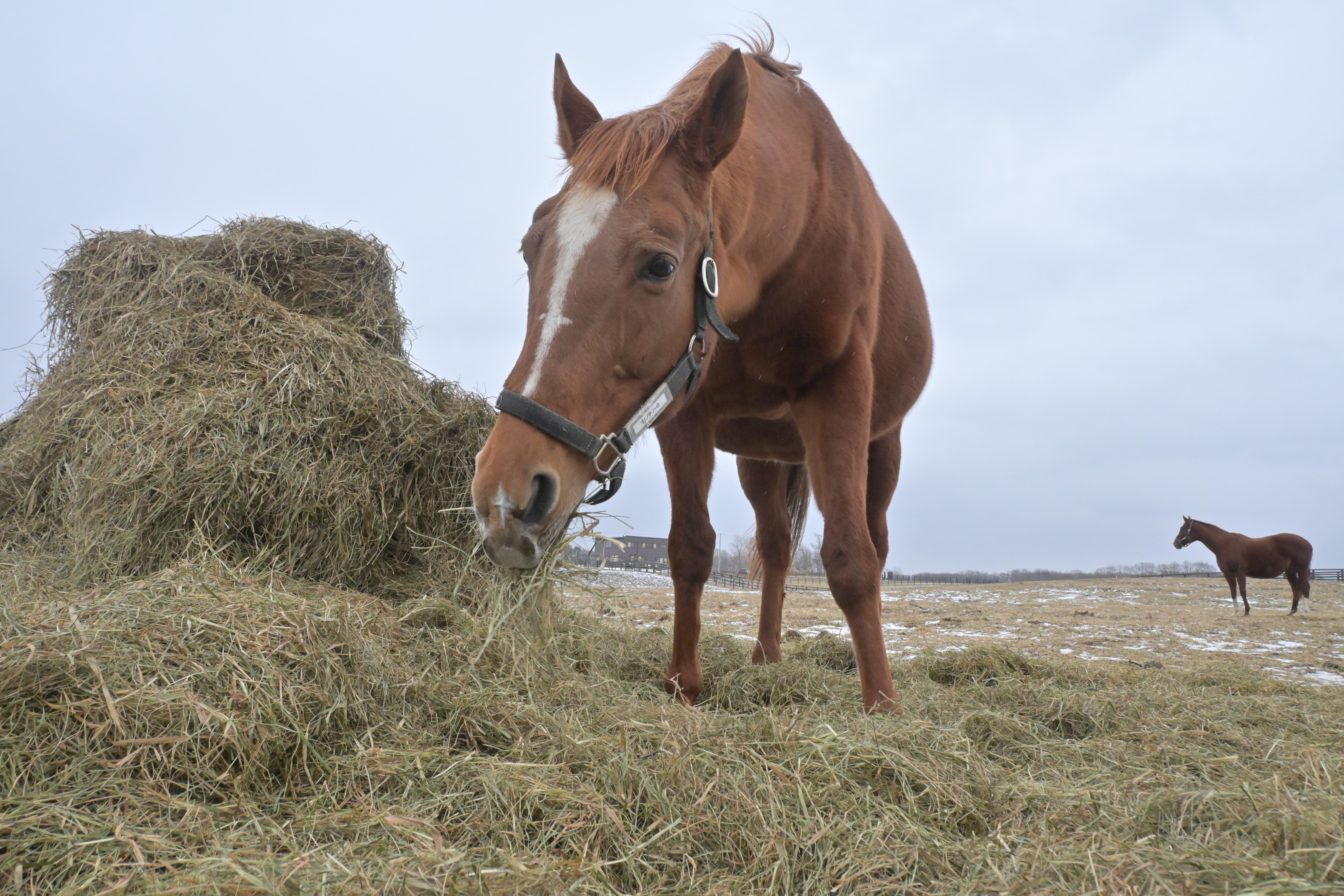 リエノテソーロ