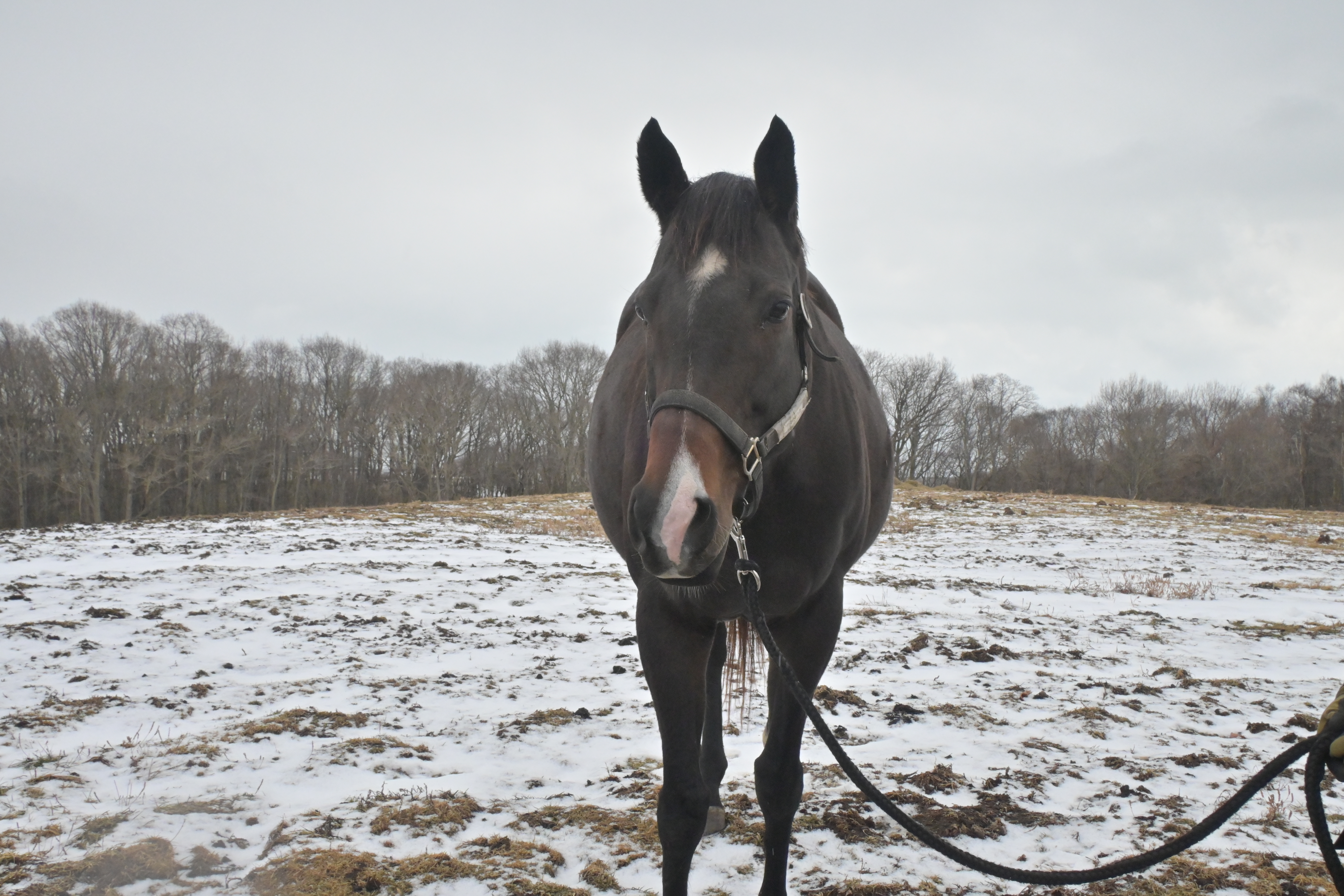 デトロイトテソーロ