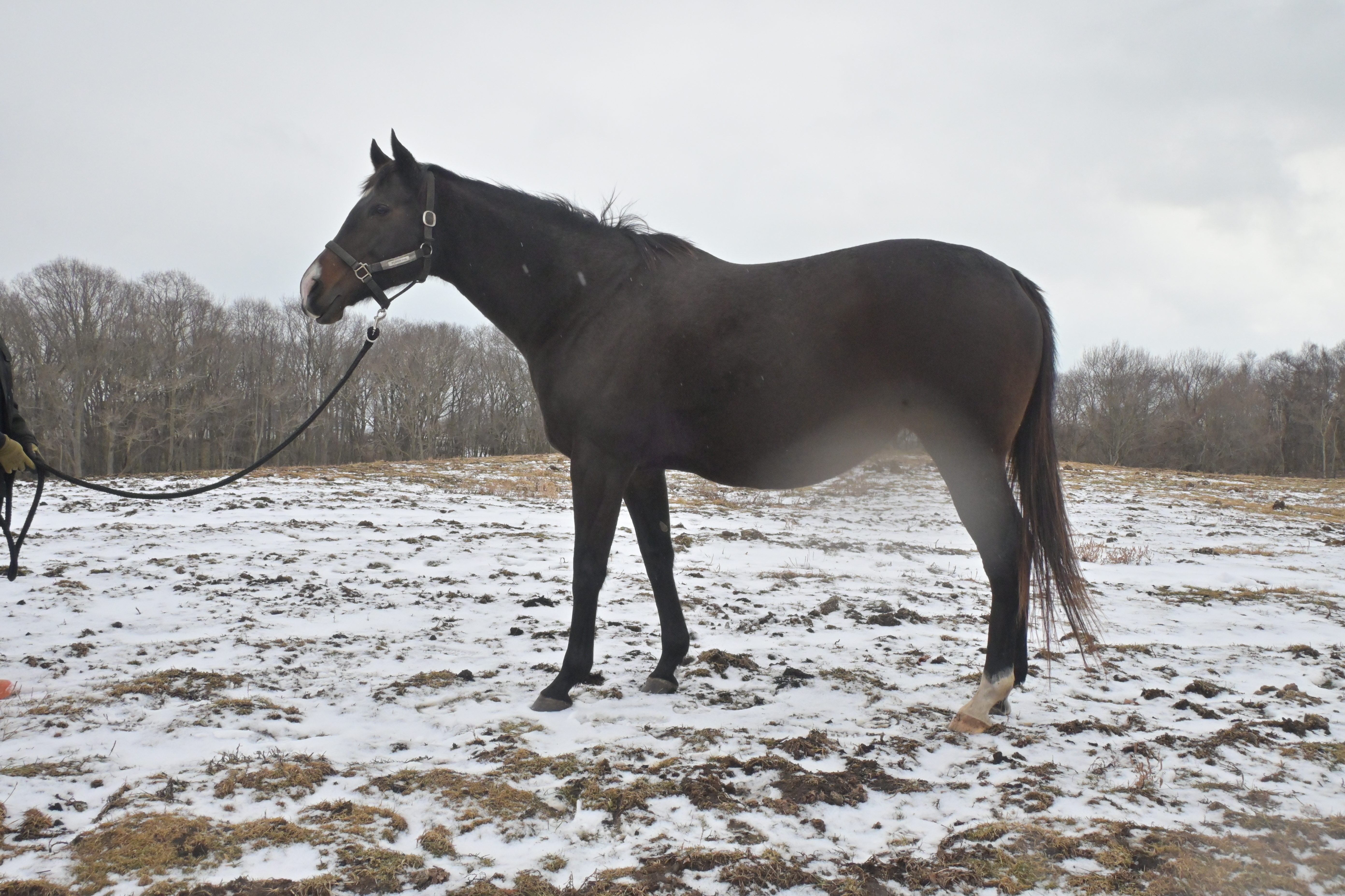 デトロイトテソーロのサブ画像