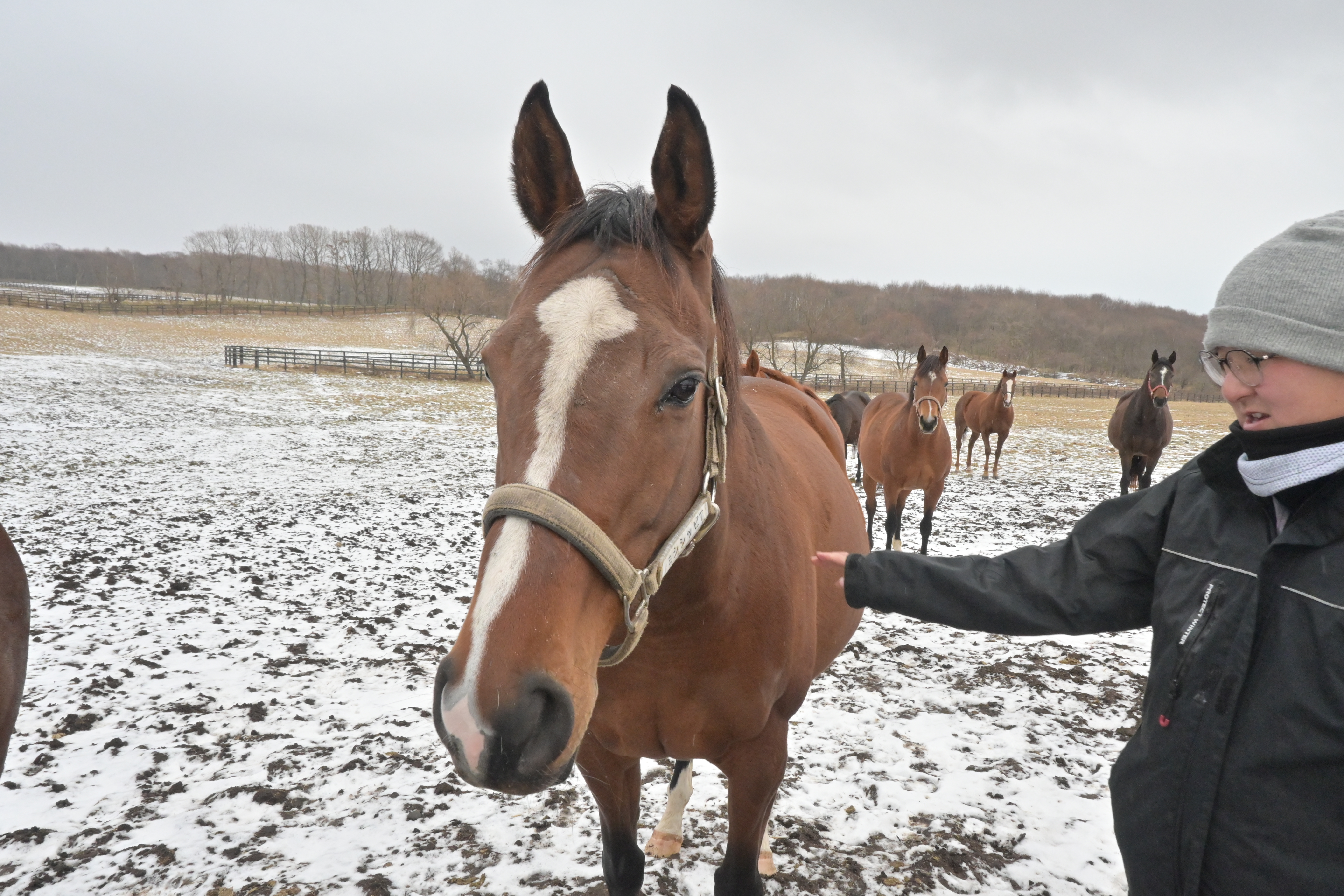 ミシシッピテソーロのサブ画像