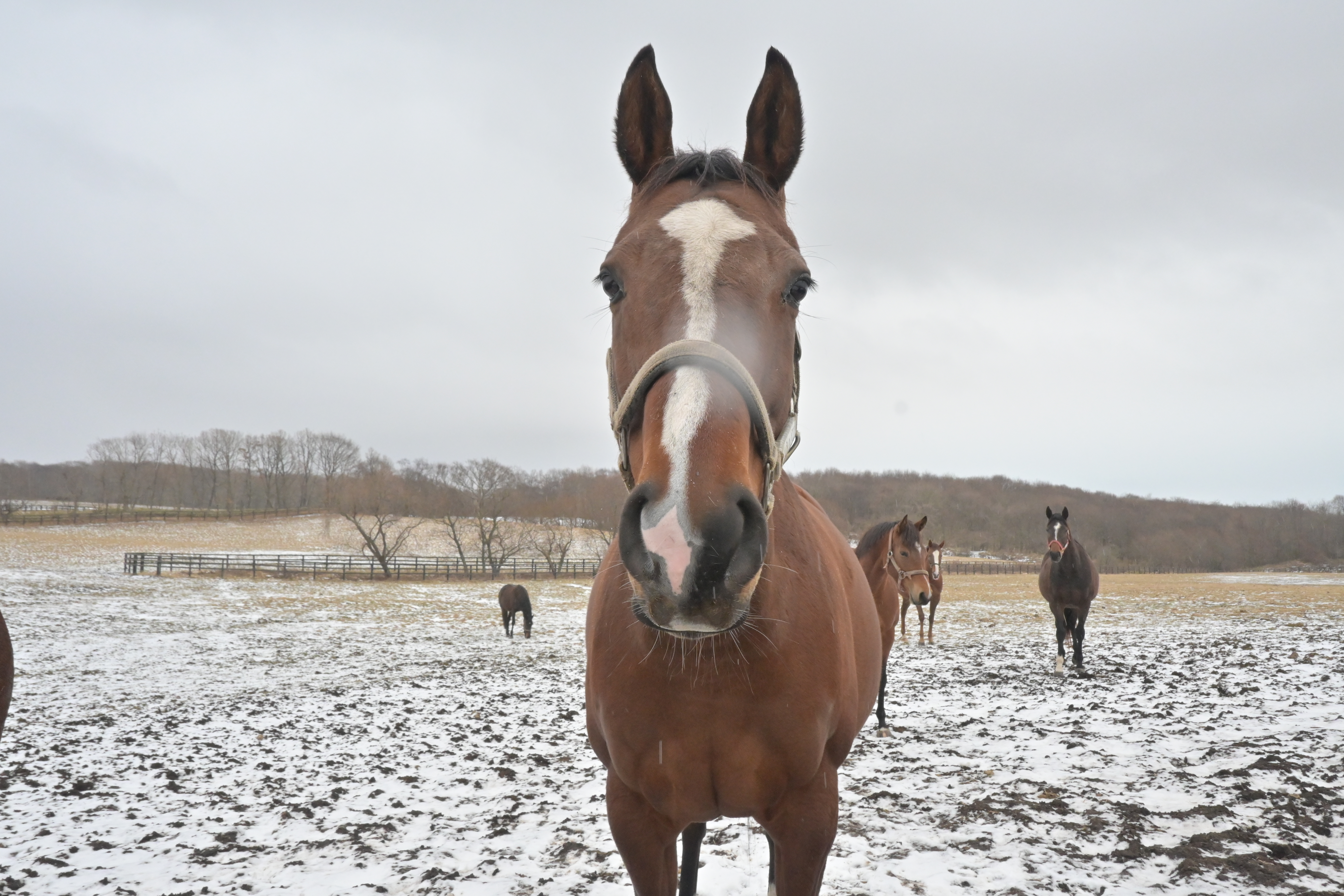 ミシシッピテソーロのサブ画像
