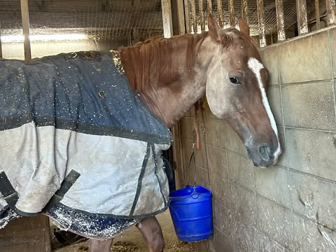 京毬藻のサブ画像