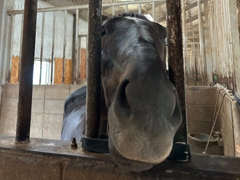 京桜のサブ画像