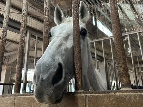 京恋のサブ画像