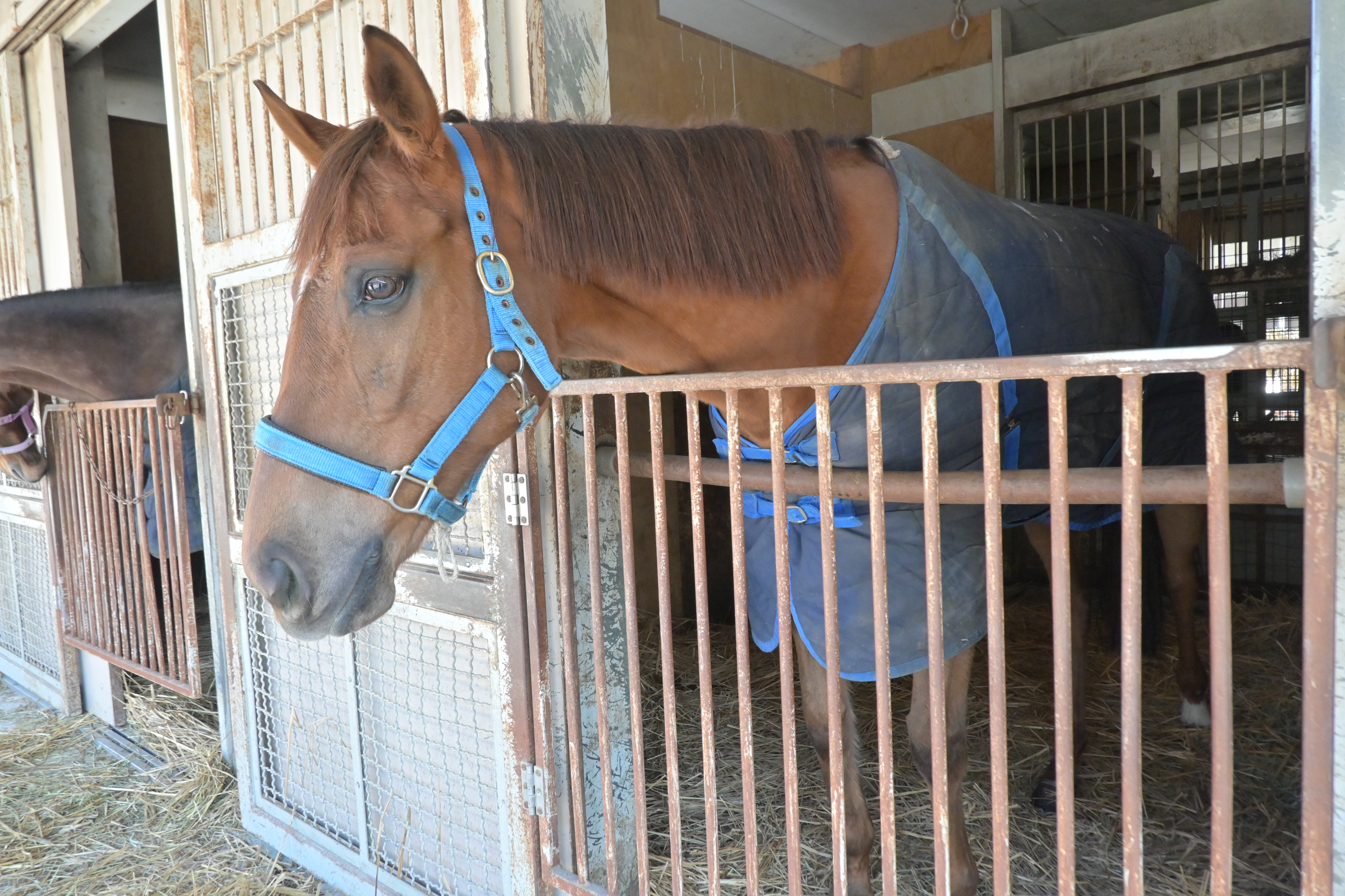 ミッテルラインのサブ画像