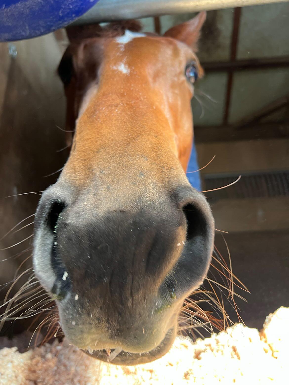 キャラメルスライムのサブ画像