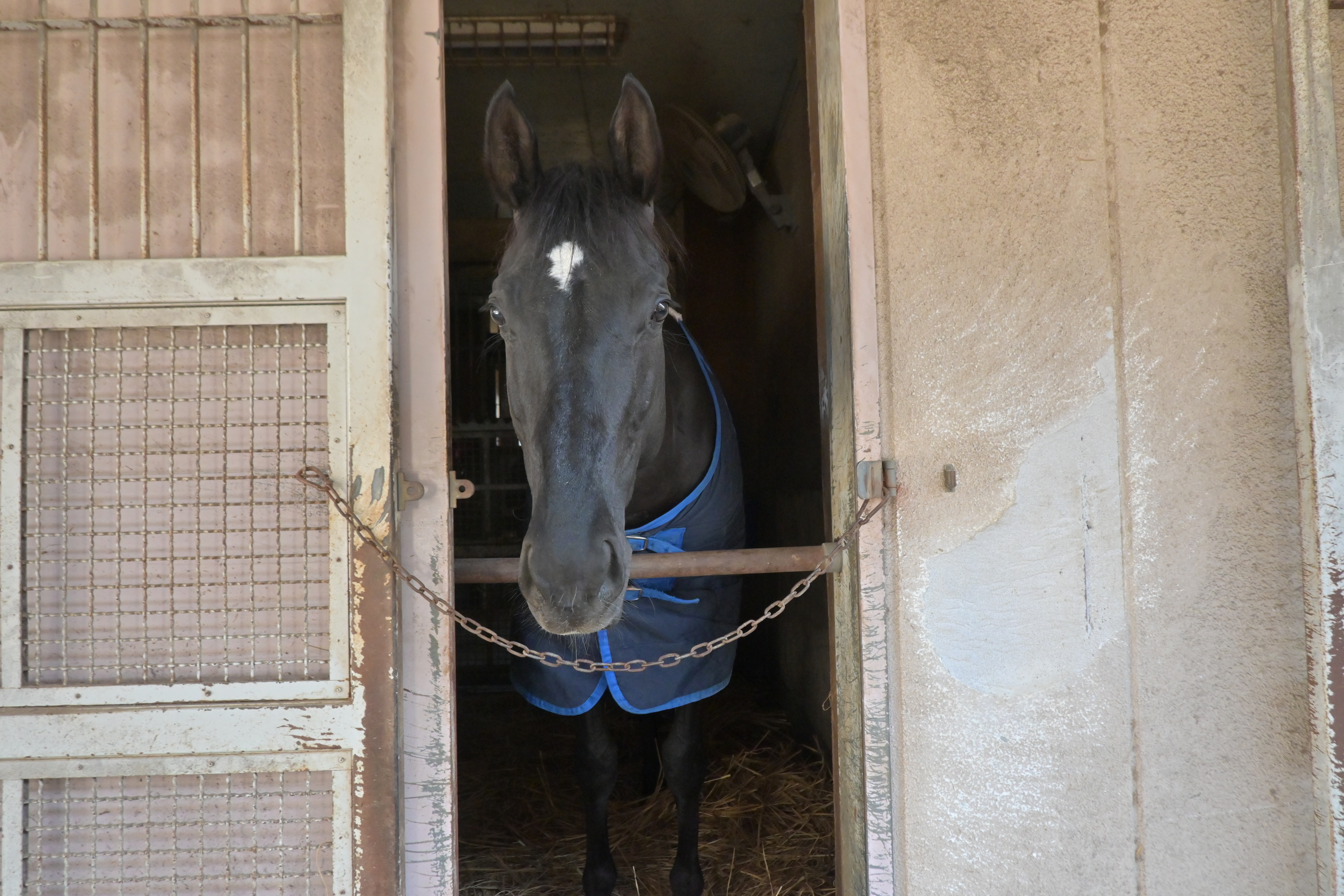 マイネルレクエルドの画像